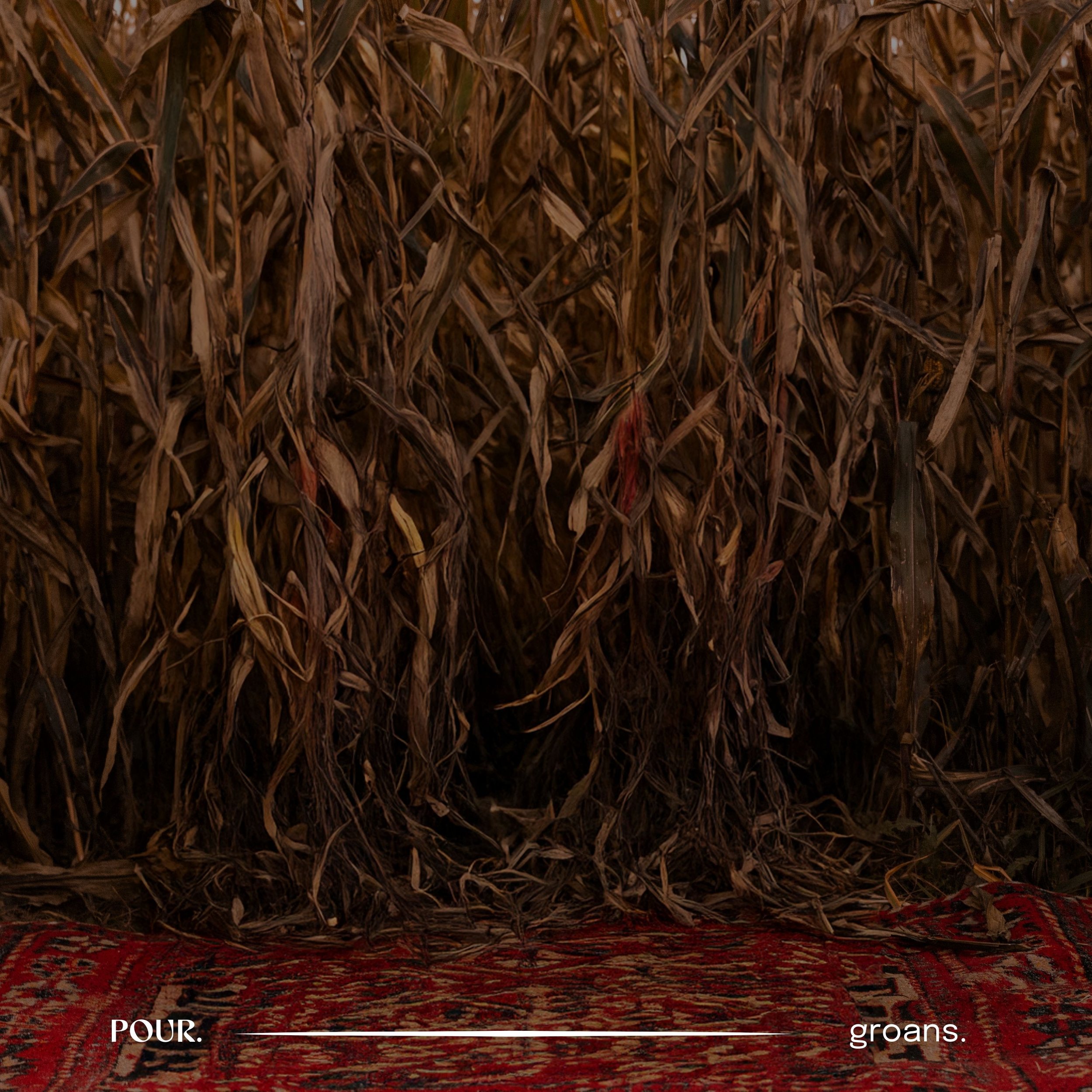 A dense field of dried, brown cornstalks standing upright over a patterned rug on the ground.
