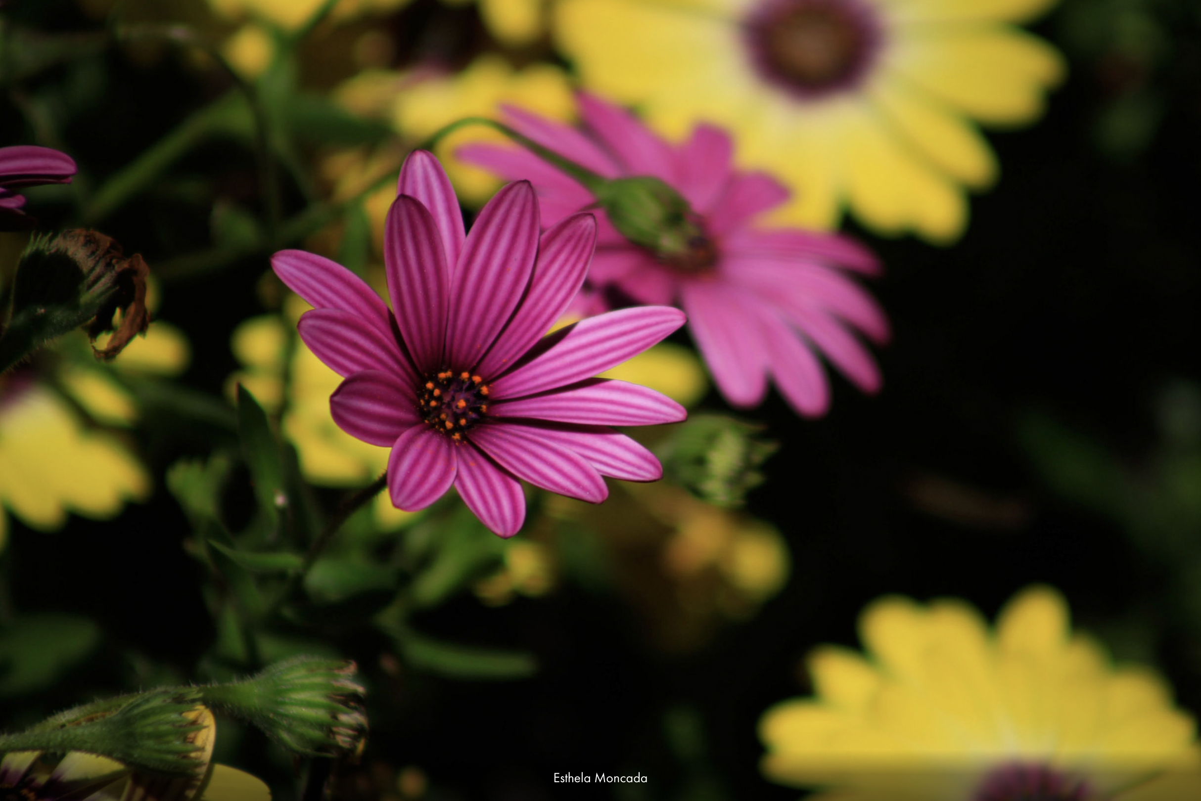 Screen Shot 2025-06-03 at 1.51.03 PM - esthela moncada.png