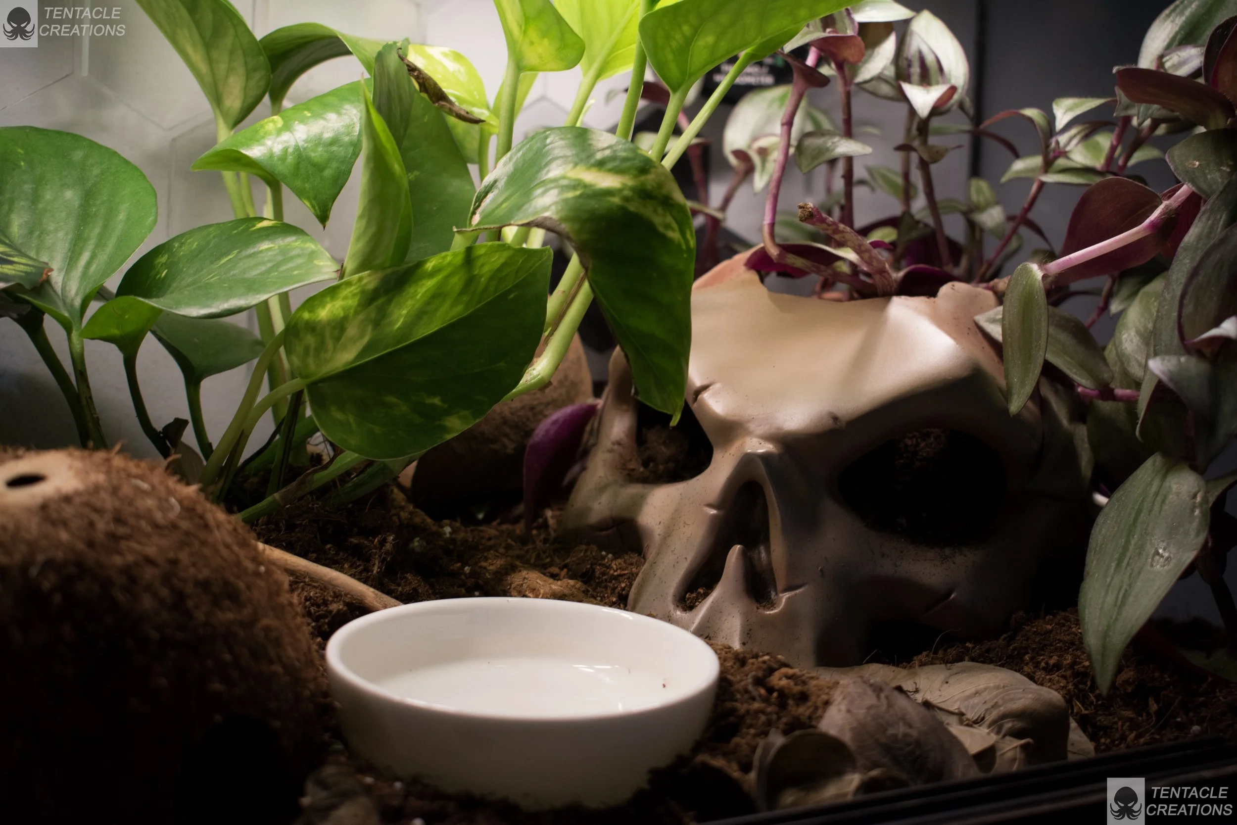 plant pot skull-14.JPG