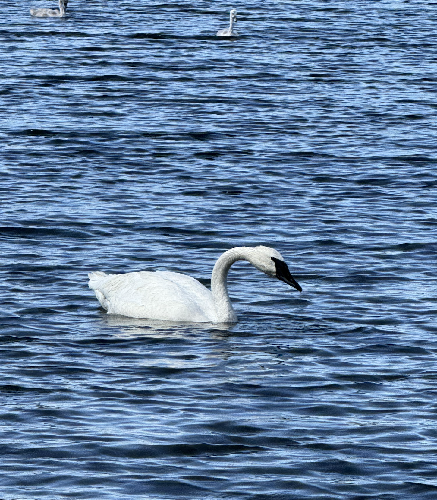 Screenshot 2026-01-14 at 3.12.25 PM.png