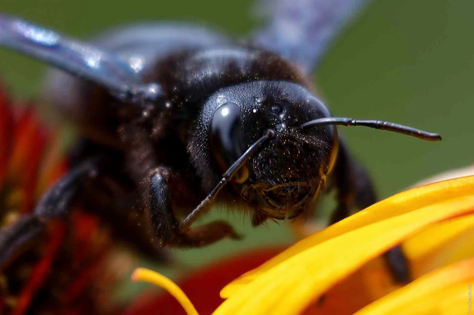 Nahaufnahme eines schwarzen Bienenkopfs mit großen Augen und Antennen, die auf einer gelben Blüte sitzen.