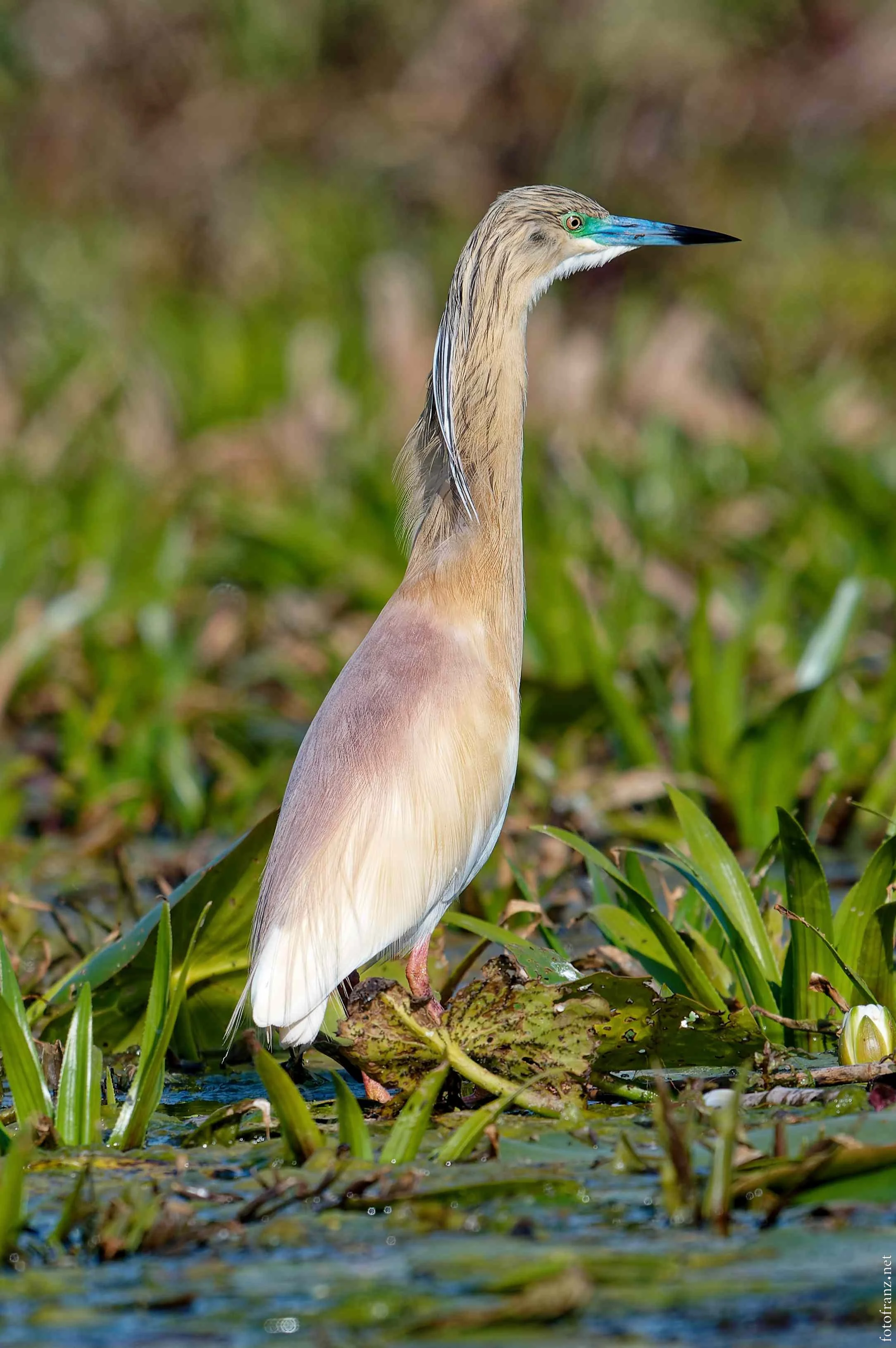 Ein Fischreiher steht in einem Wasserbecken, umgeben von grünen Wasserpflanzen.