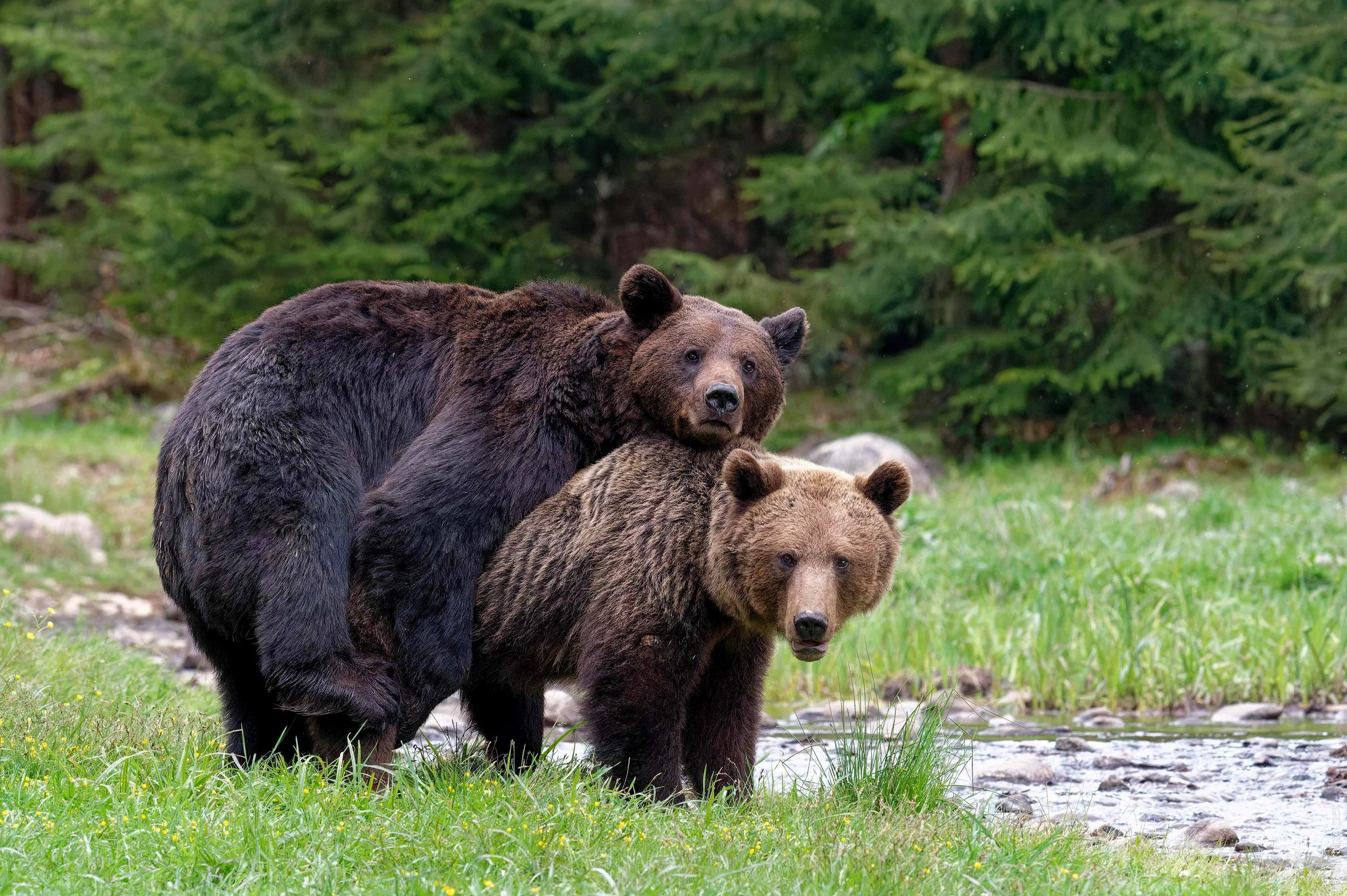 Zwei Bären stehen in einem grünen Waldgebiet am Fluss, einer halb versteckt hinter dem anderen.