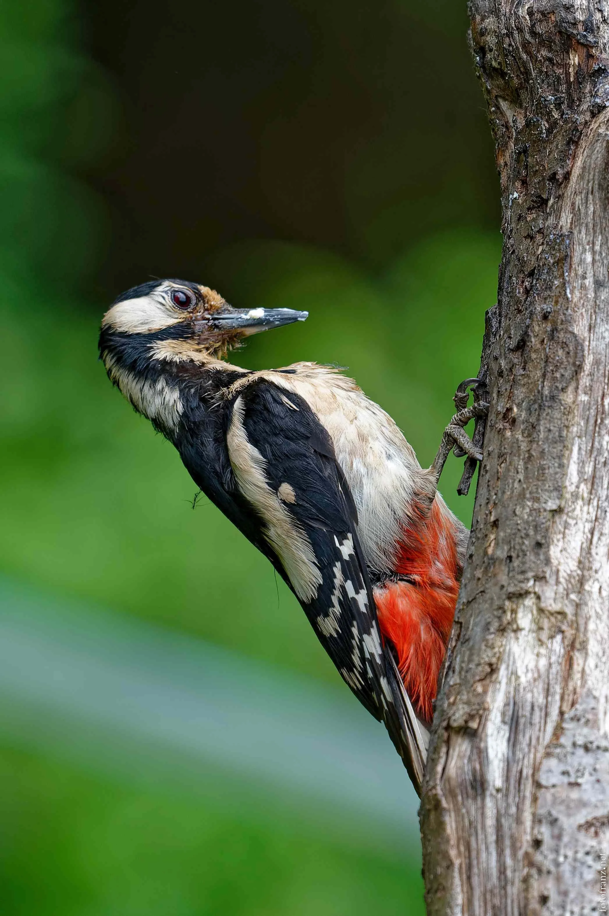 Ein Specht klettert an einem Baumstamm im grünen Hintergrund.