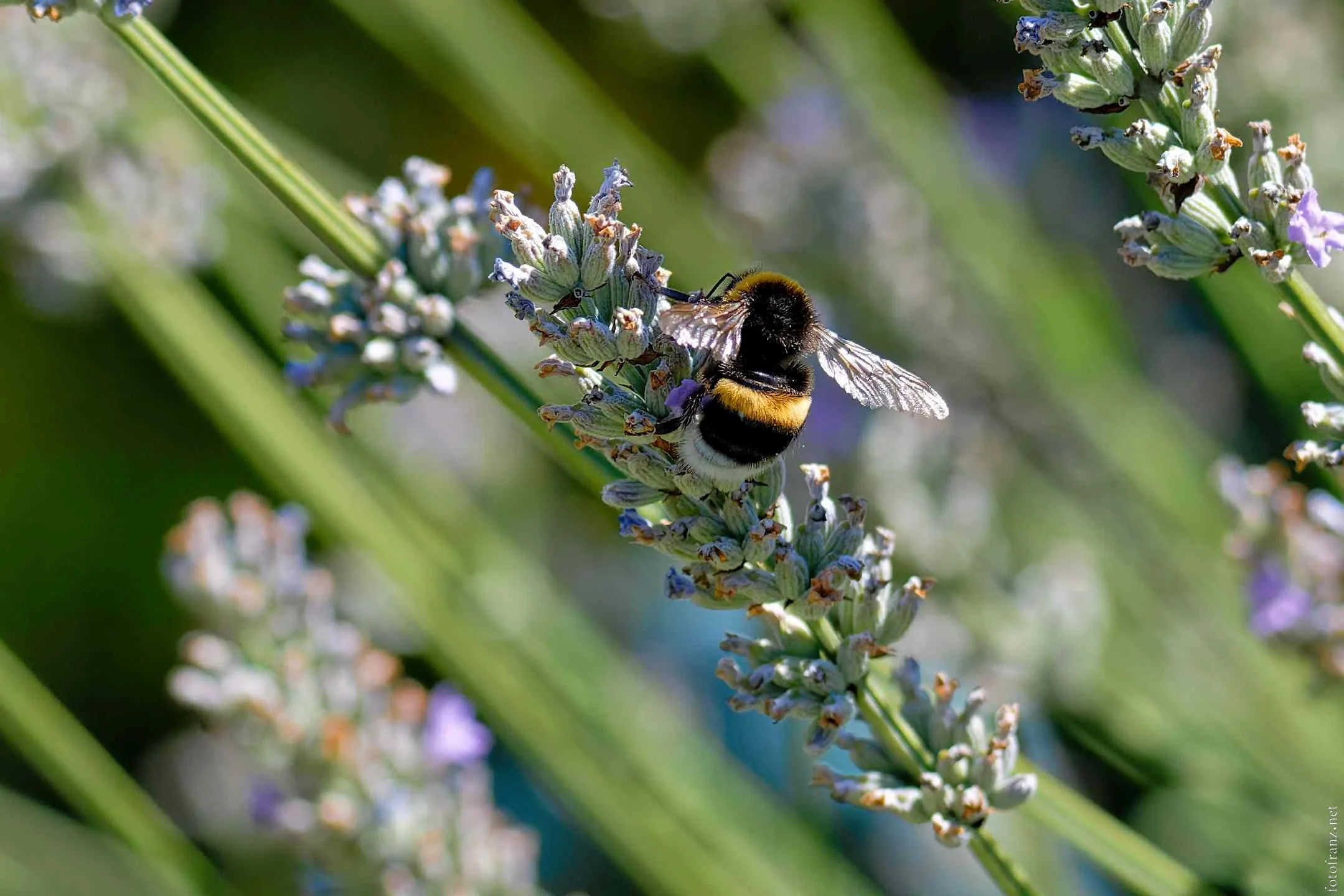 Biene auf Lavendelblüte in Nahaufnahme