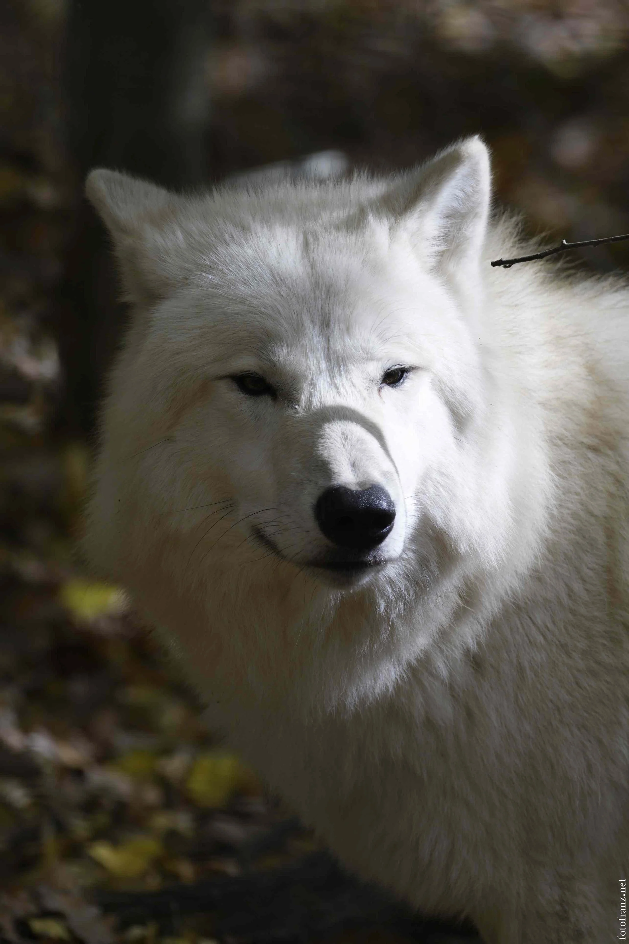 Ein weißer Siberian Husky Hund in einem Wald mit Sonnenlicht, der in die Kamera blickt.
