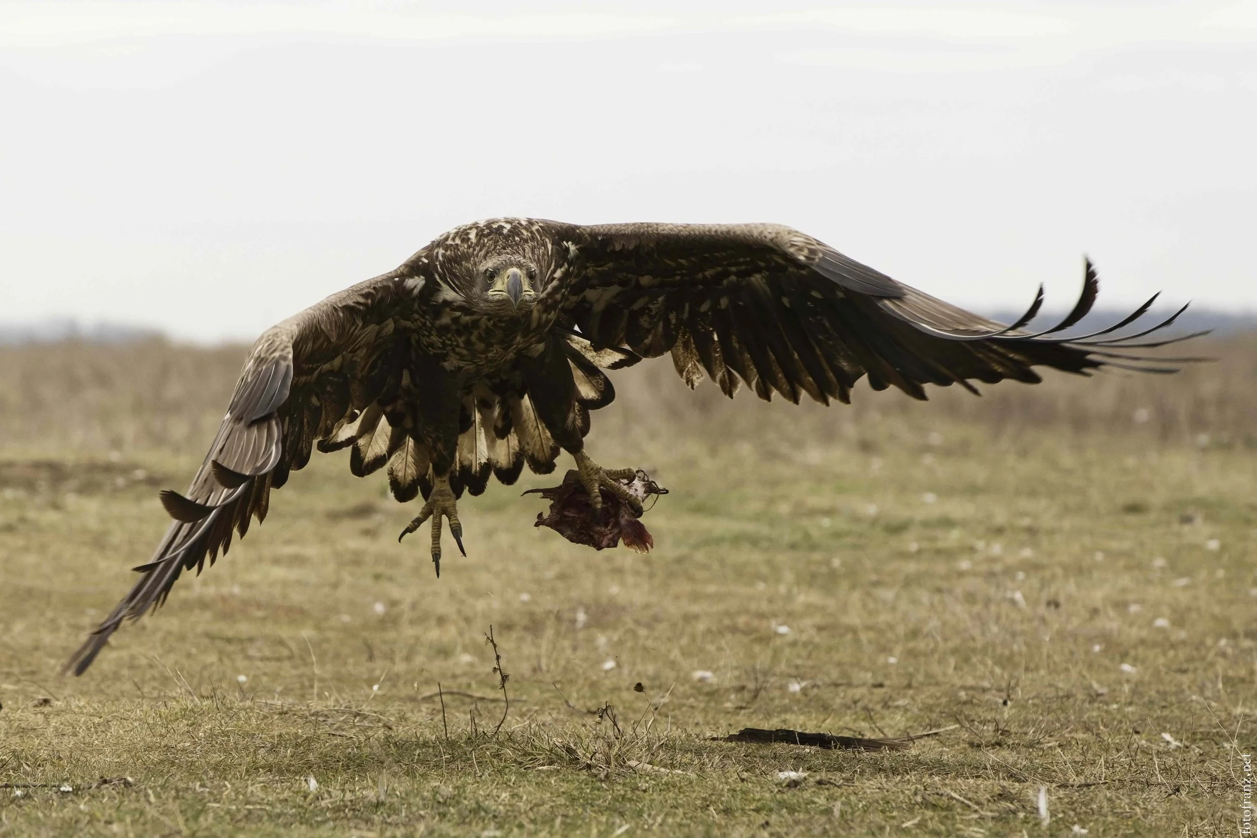 Ein Greifvogel fliegt über eine offene Wiese, hält Beute im Schnabel.