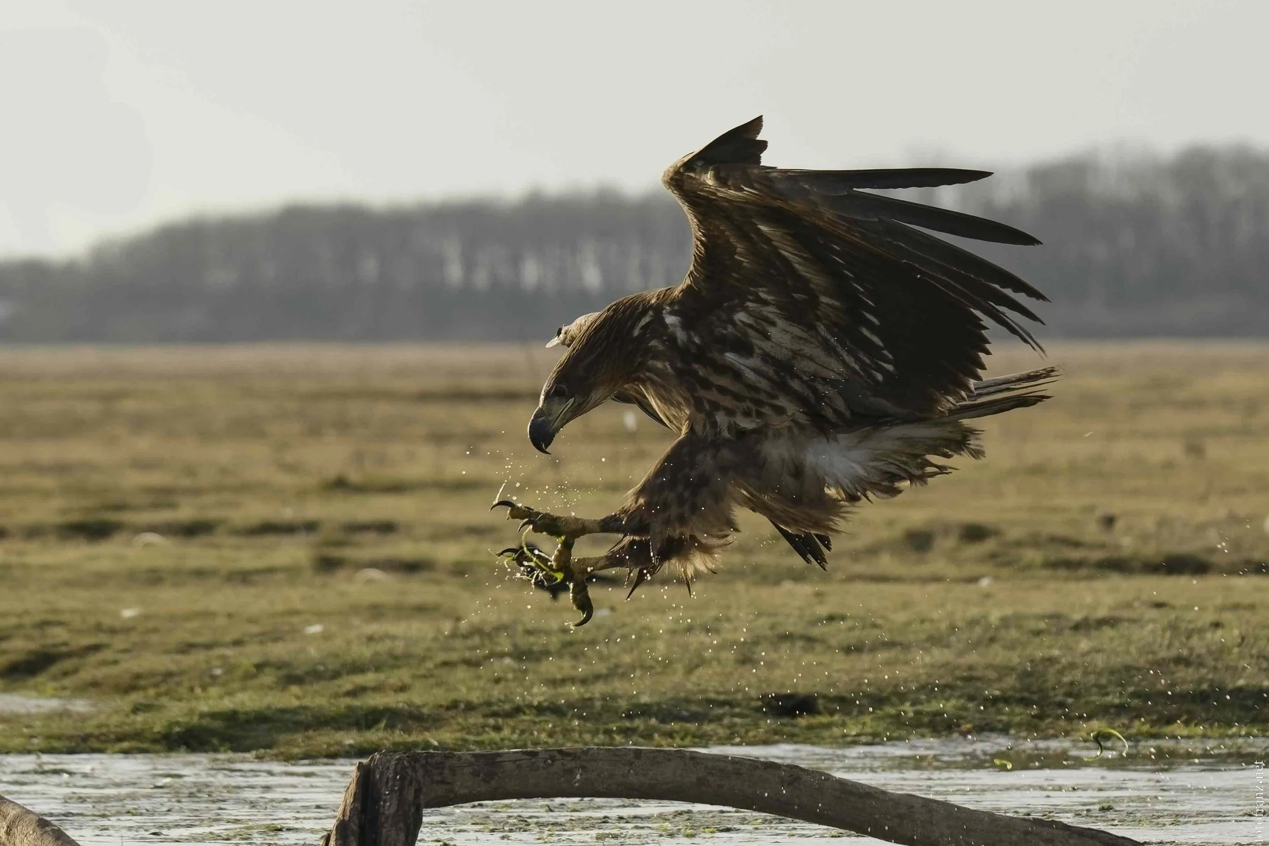 Greifvogel fängt Beute aus dem Wasser