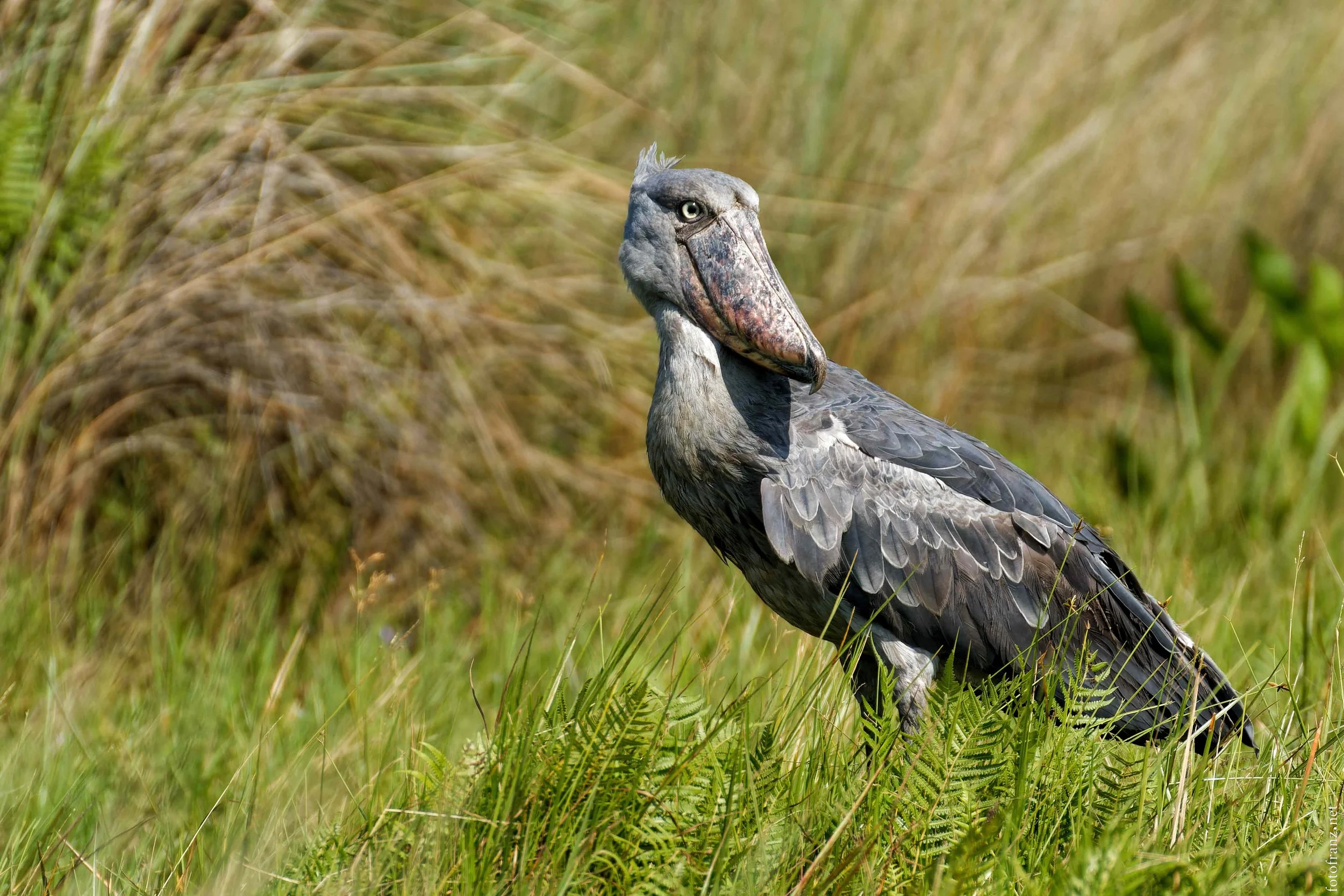 Ein Pilibringvogel mit großem Schnabel, grauem Gefieder und gelben Augen, stehend in hohem Gras und Farnen im natürlichen Lebensraum.