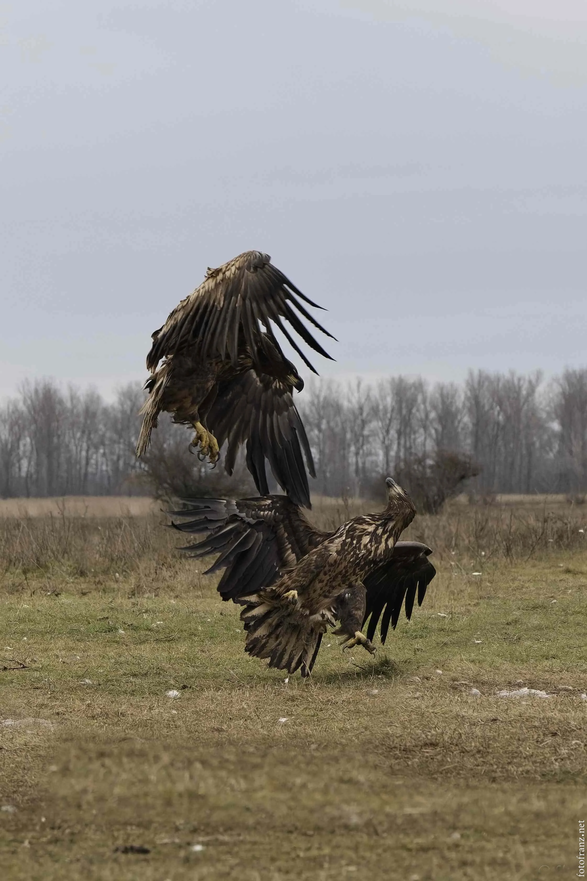 Zwei Adler im Luftkampf auf einer offenen Wiese bei bewölktem Himmel.