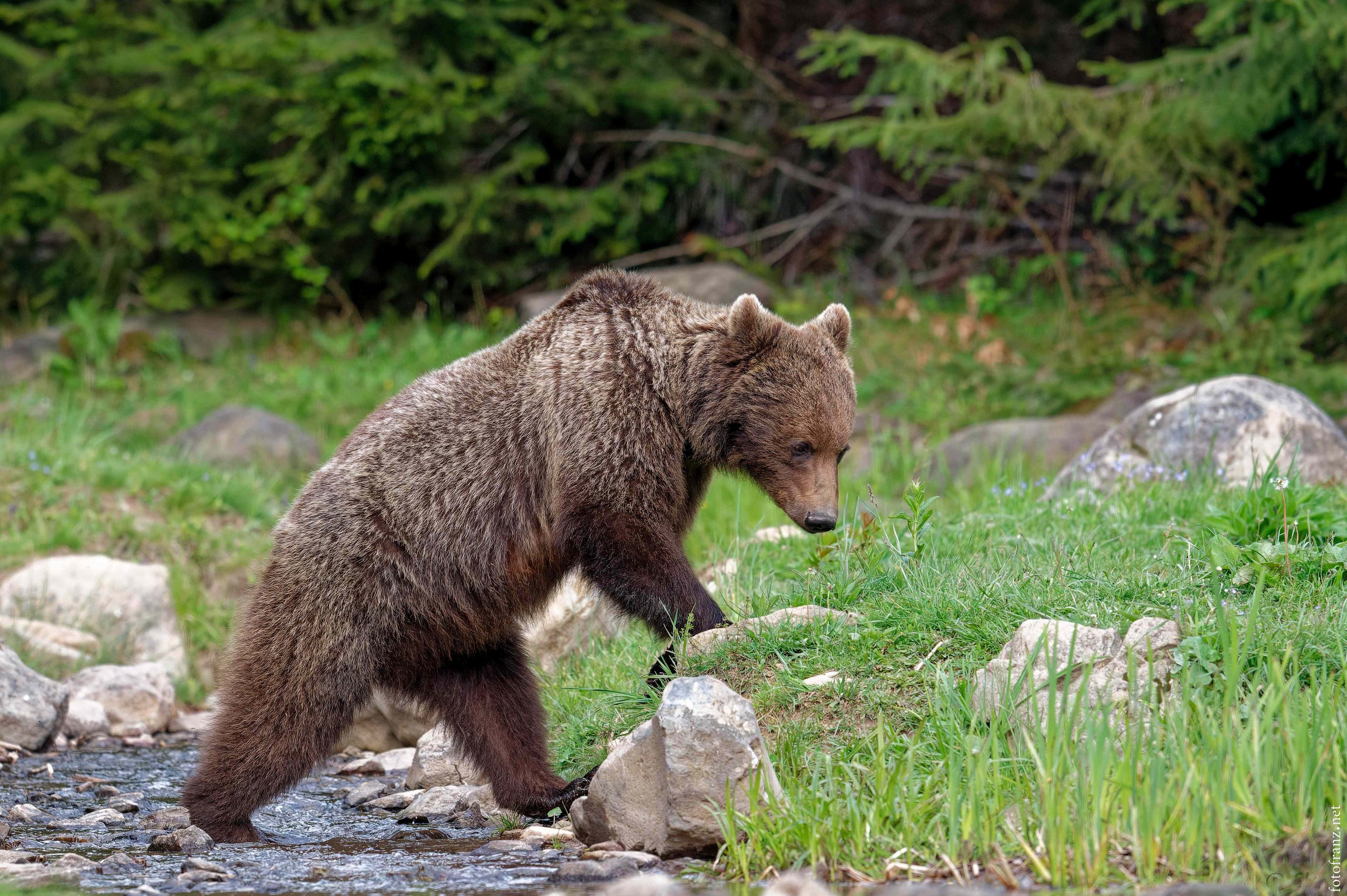 Ein Bär läuft an einem kleinen Fluss entlang in einer grünen Waldlandschaft.