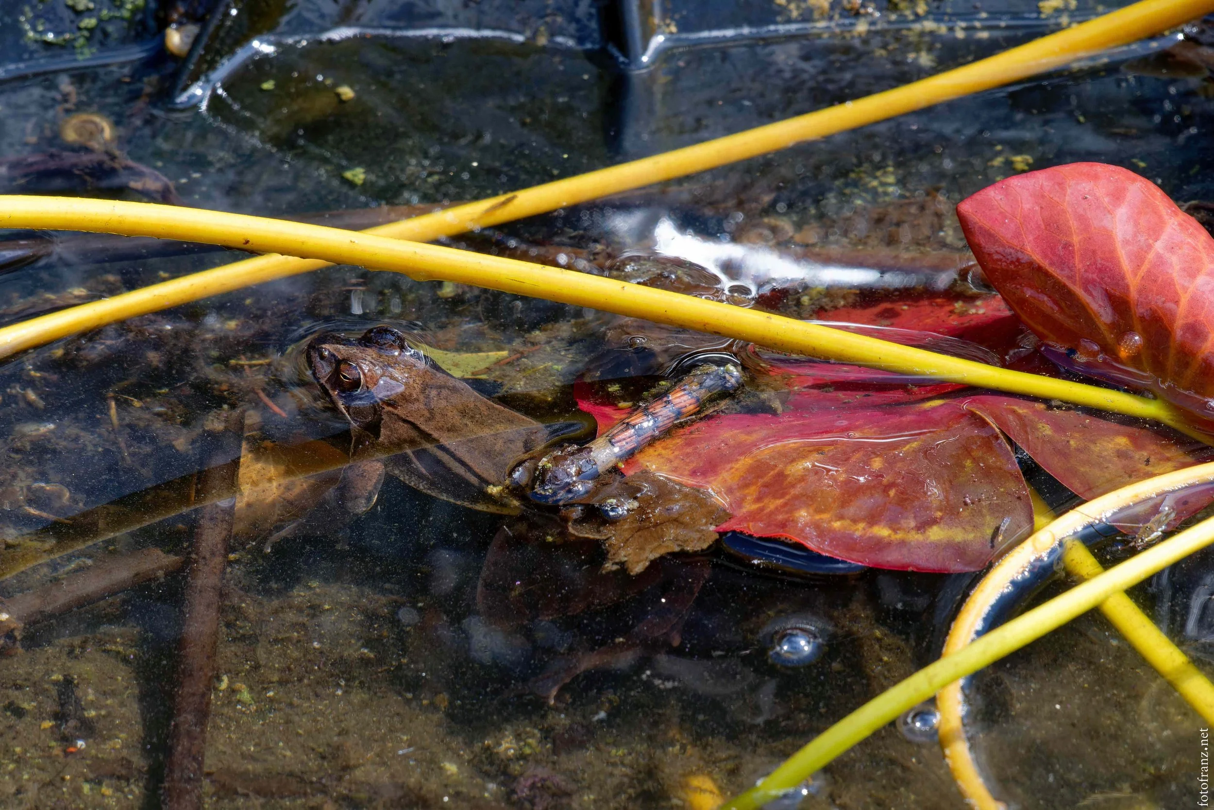 Eine Frösche im Wasser, umgeben von gelben Schilfrohrstengeln und roten Blättern.