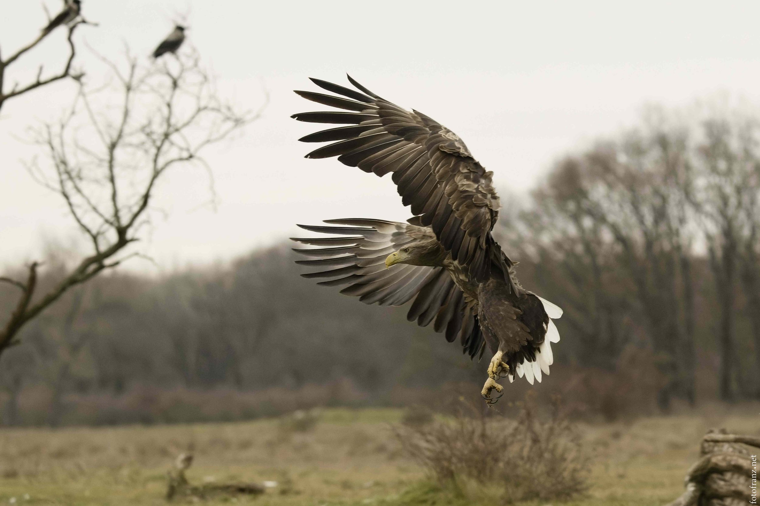 Ein Greifvogel in der Luft, mit ausgebreiteten Flügeln, in einem natürlichen Landschaftsbild