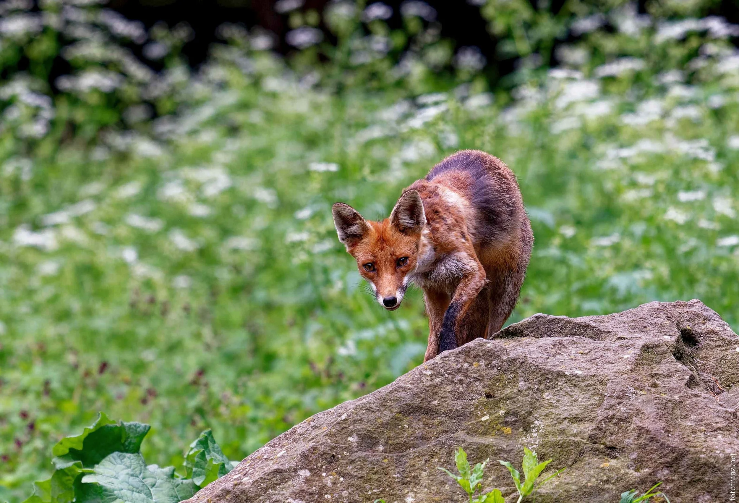 Ein Fuchs steht auf einem großen Felsen in einer grünen, bewaldeten Umgebung.