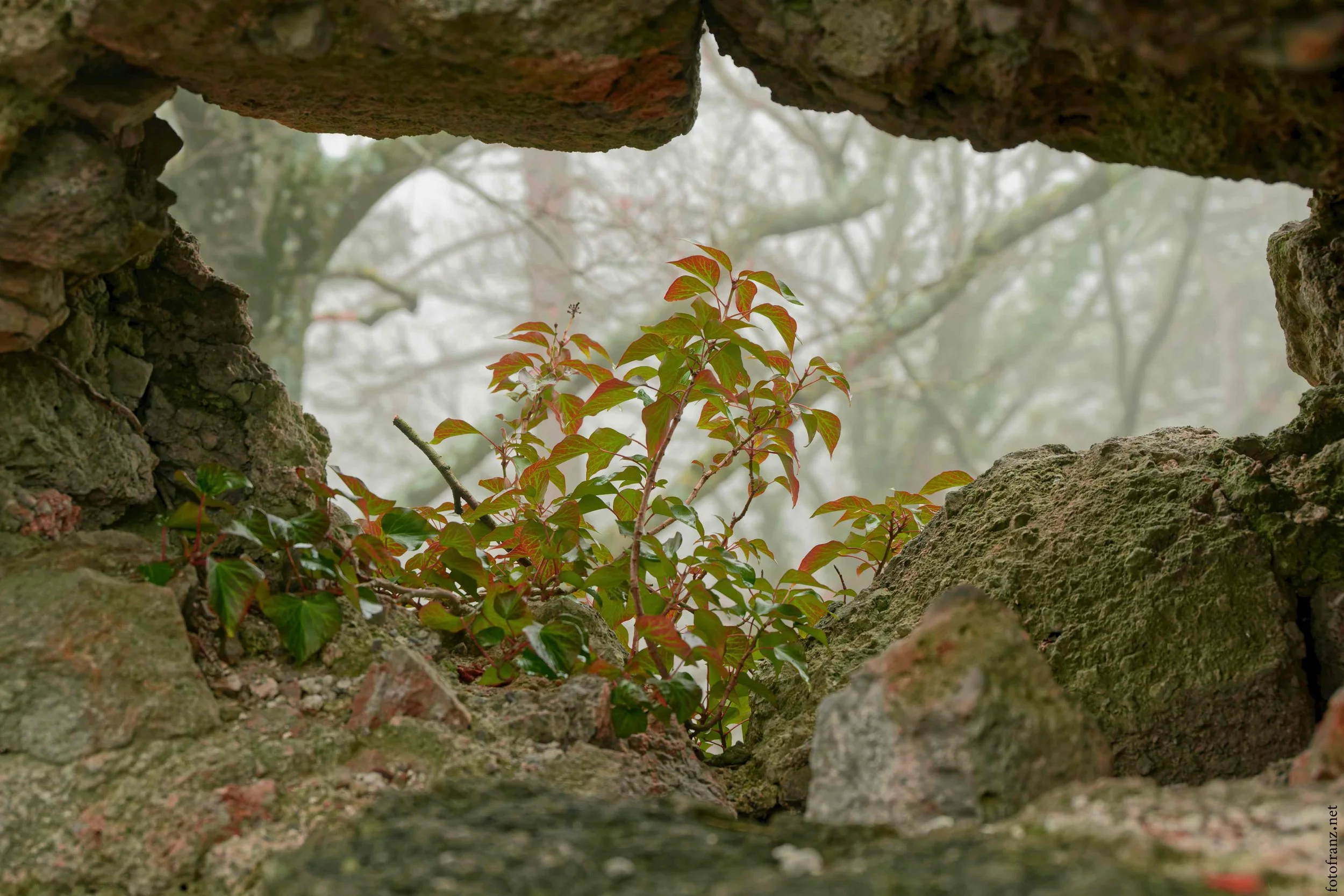 Blick durch ein altes, zerfallenes Mauerloch auf eine junge Pflanze mit roten und grünen Blättern und einen bewölkten Himmel im Hintergrund.