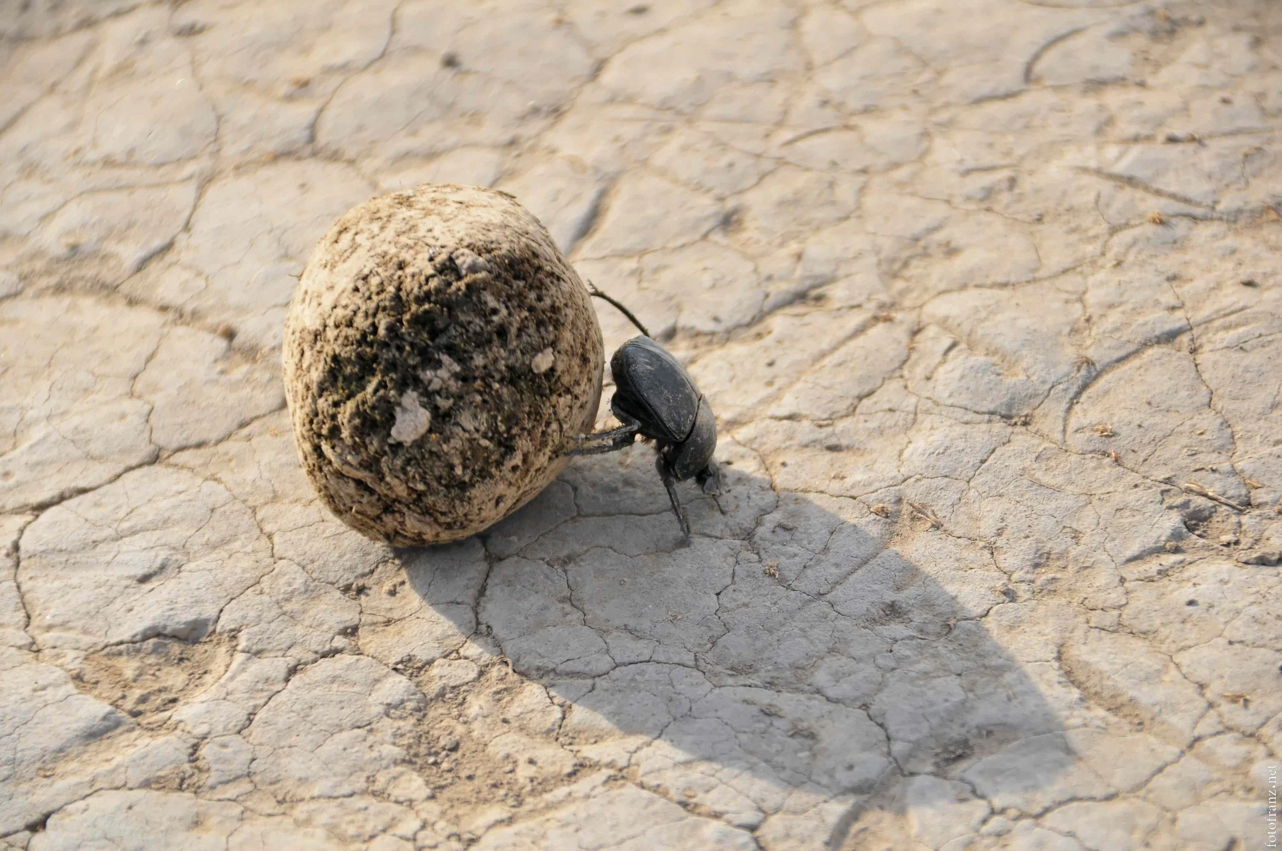 Ein schwarzer Käfer befindet sich neben einem flachen, runden Stein auf einer trockenen, rissigen Erdoberfläche, die im Sonnenlicht hell ist.