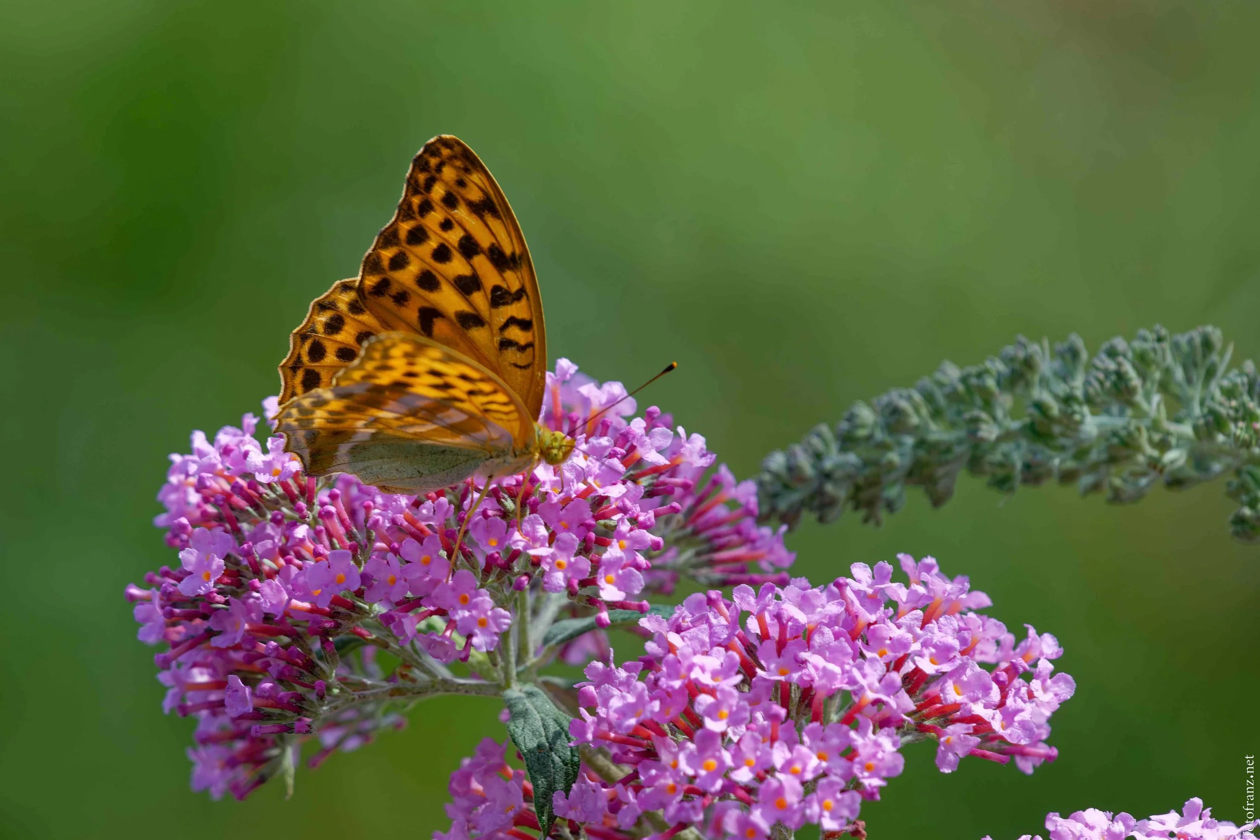 Ein orangefarbener Schmetterling mit schwarzen Flecken sitzt auf einer pinken Blumenblüte vor grünem Hintergrund.