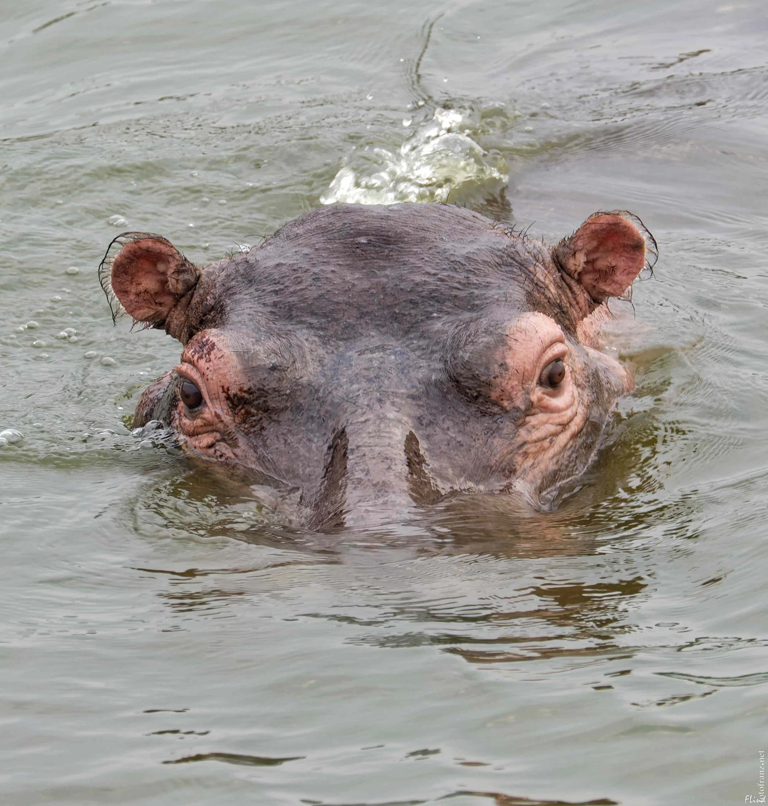 Ein Flusspferd schwimmt im Wasser, nur der Kopf ist sichtbar.