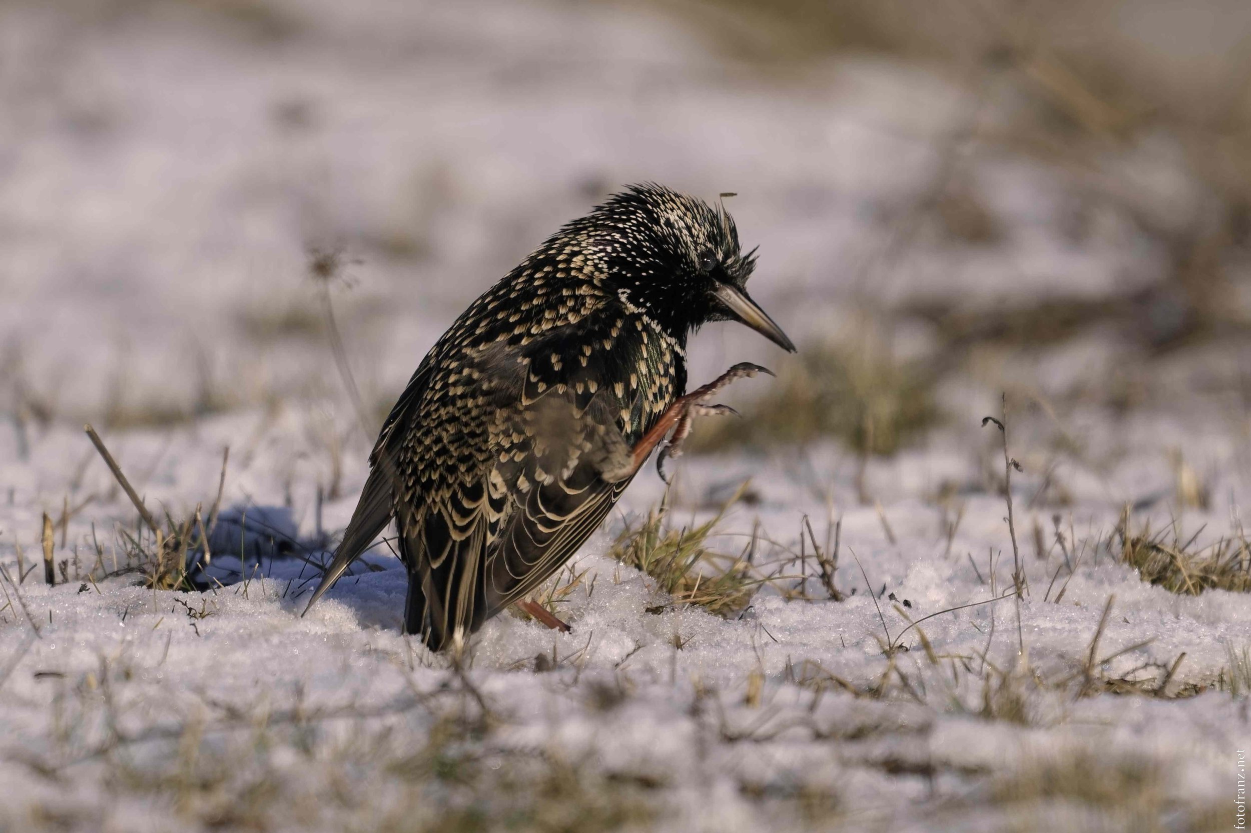 Ein Vogel mit schwarzem und goldbraun gepunktetem Gefieder, der im Schnee steht und mit einem Bein eine Pflanze berührt.