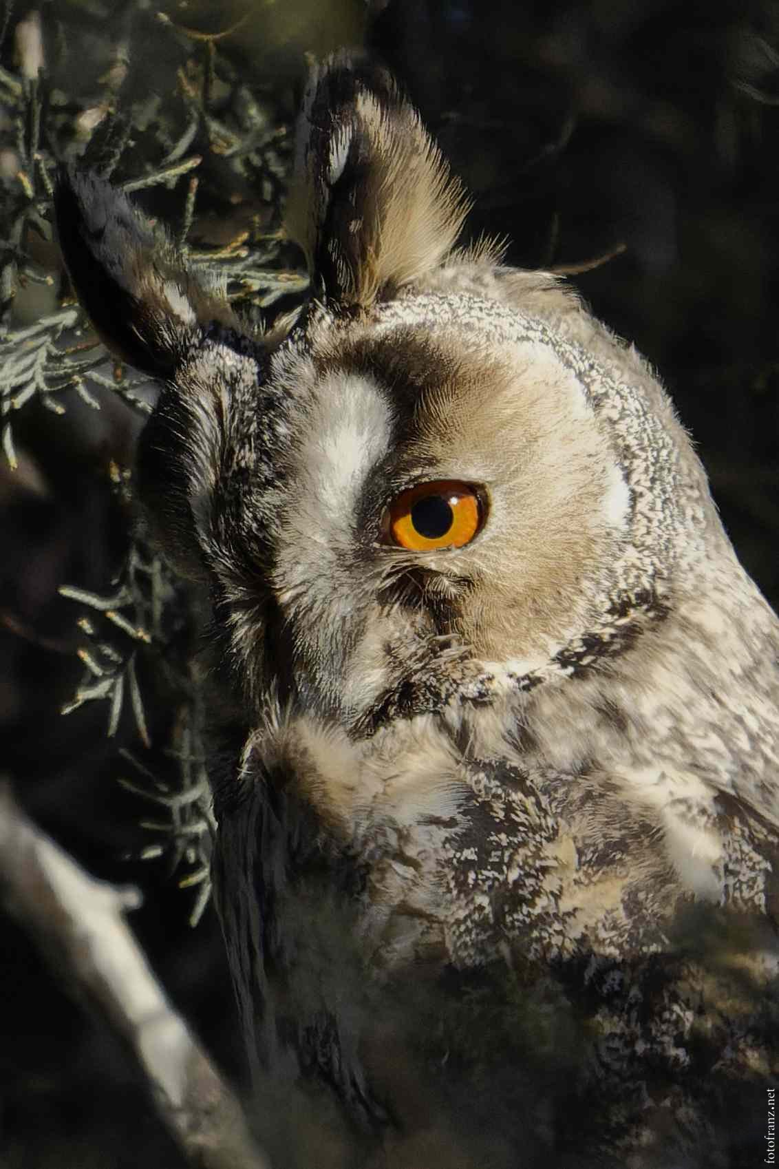 Nahaufnahme einer Eule mit orangenen Augen, umgeben von dunklen Ästen und Nadeln.