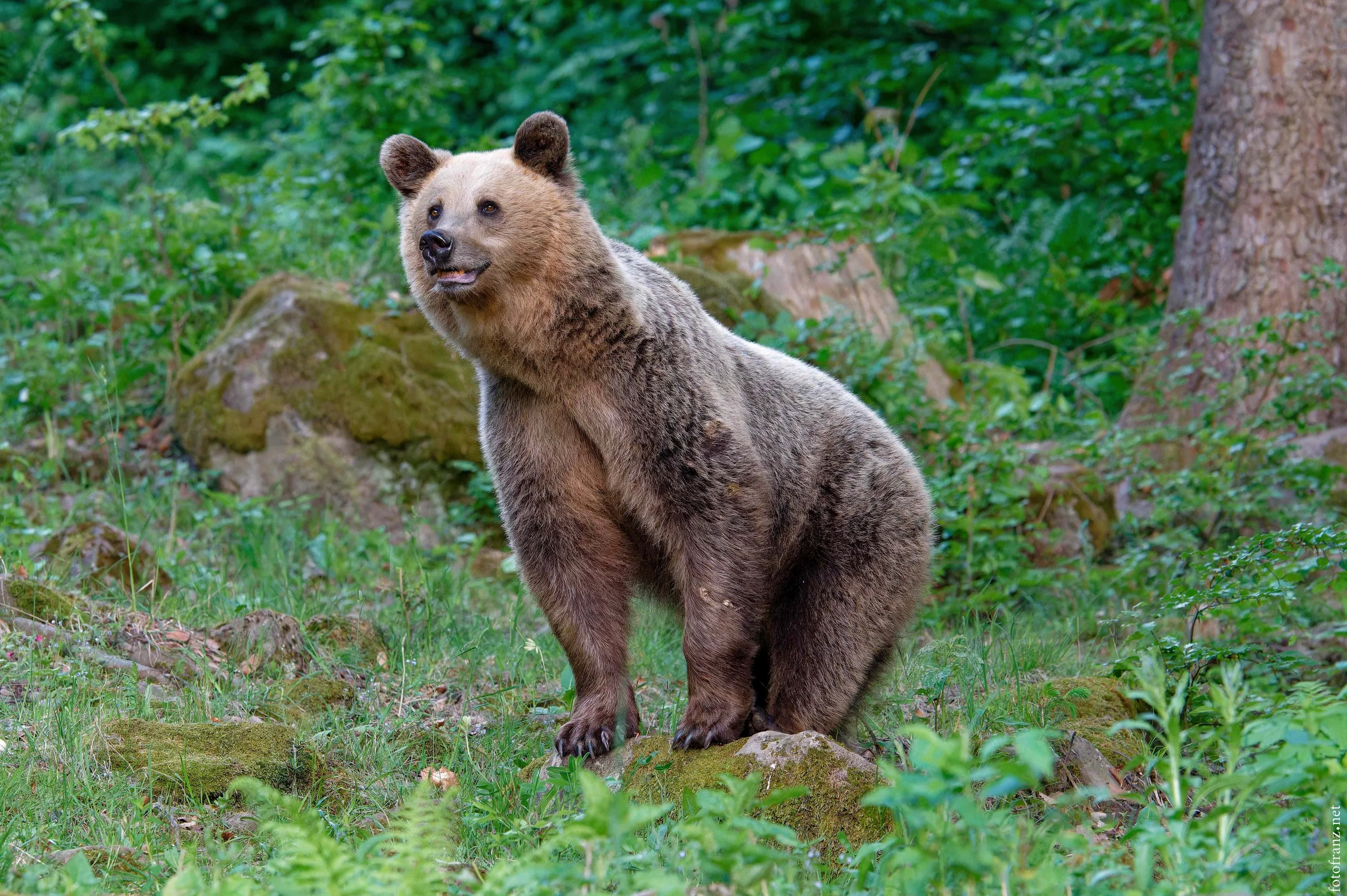 Ein Braunbär sitzt in einem grünen Wald mit Bäumen und Moos auf Steinen.