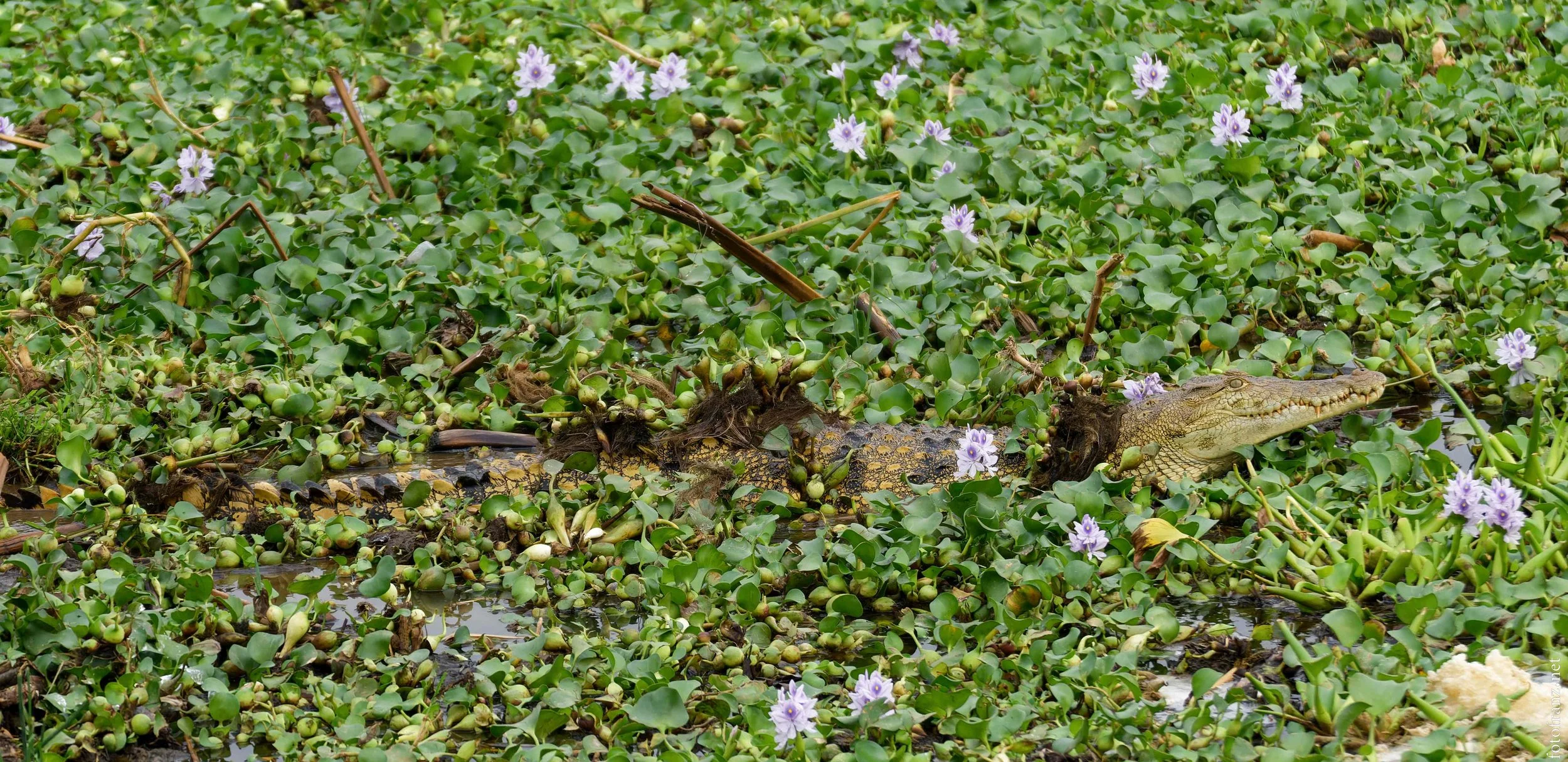 Ein Krokodil liegt im Wasser, das von Wasserlinsen und lilafarbenen Wasserpflanzen bedeckt ist.