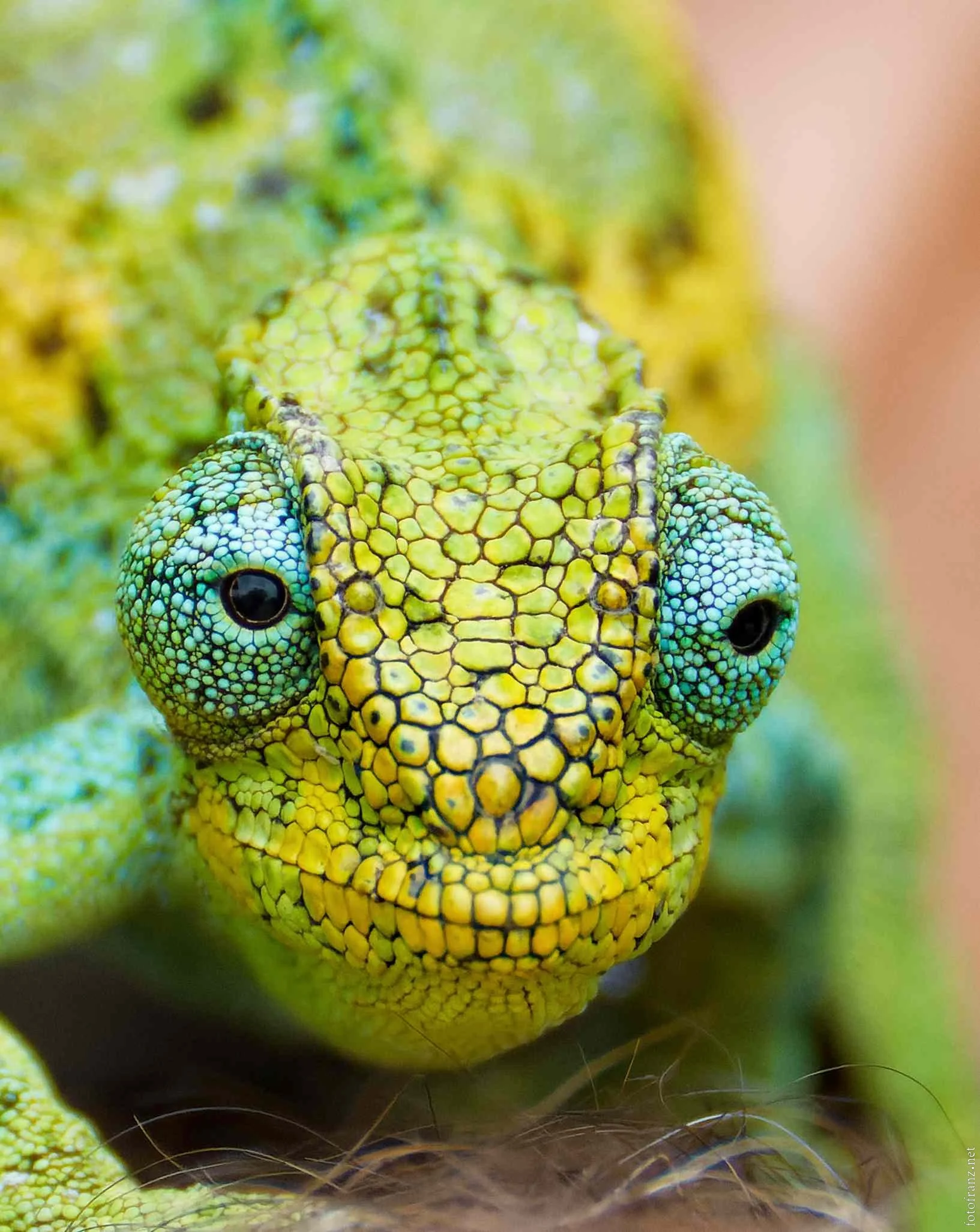 Nahaufnahme eines grünen Chamäleons mit blauen, gepunkteten Augen.
