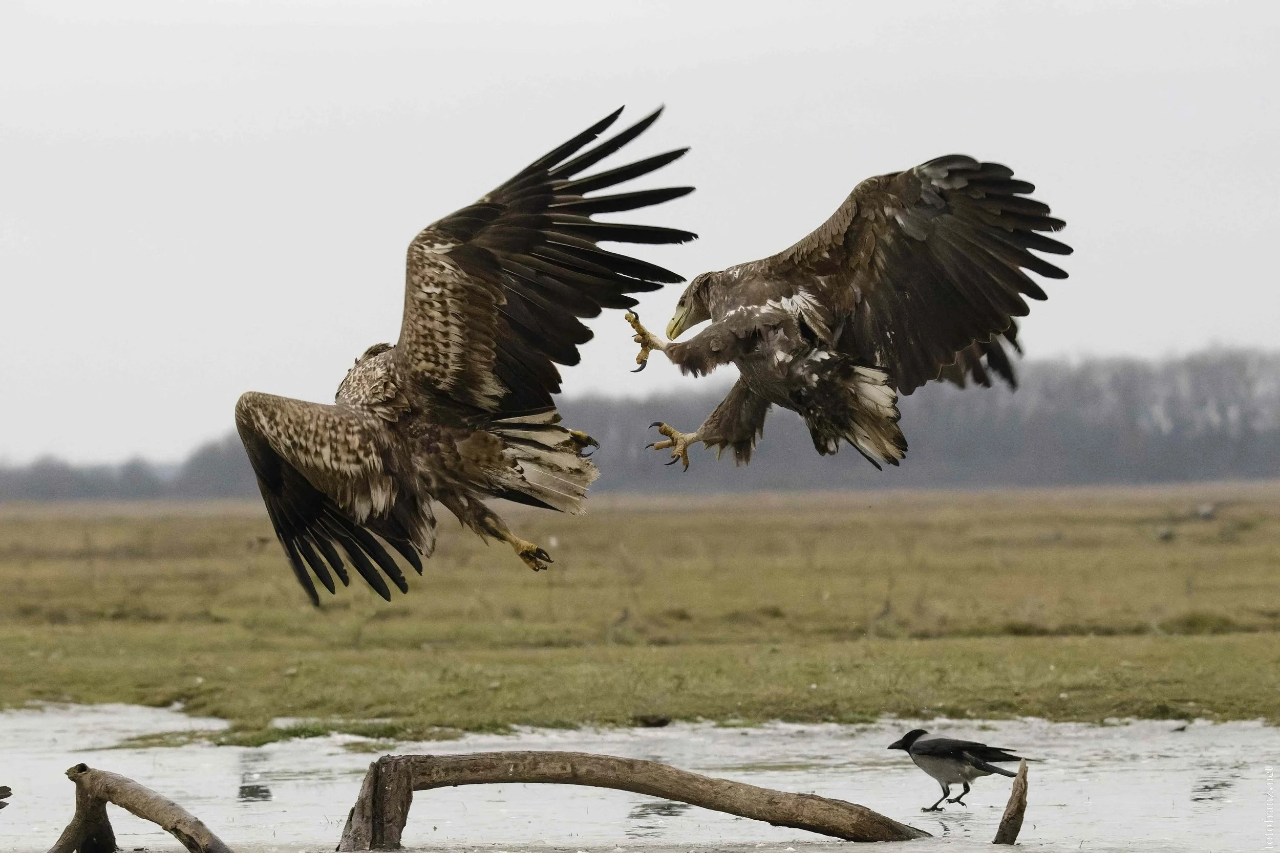 Zwei Greifvögel im Flug, die sich über einem Wasserloch bekämpfen, mit einem kleineren Vogel am Boden.