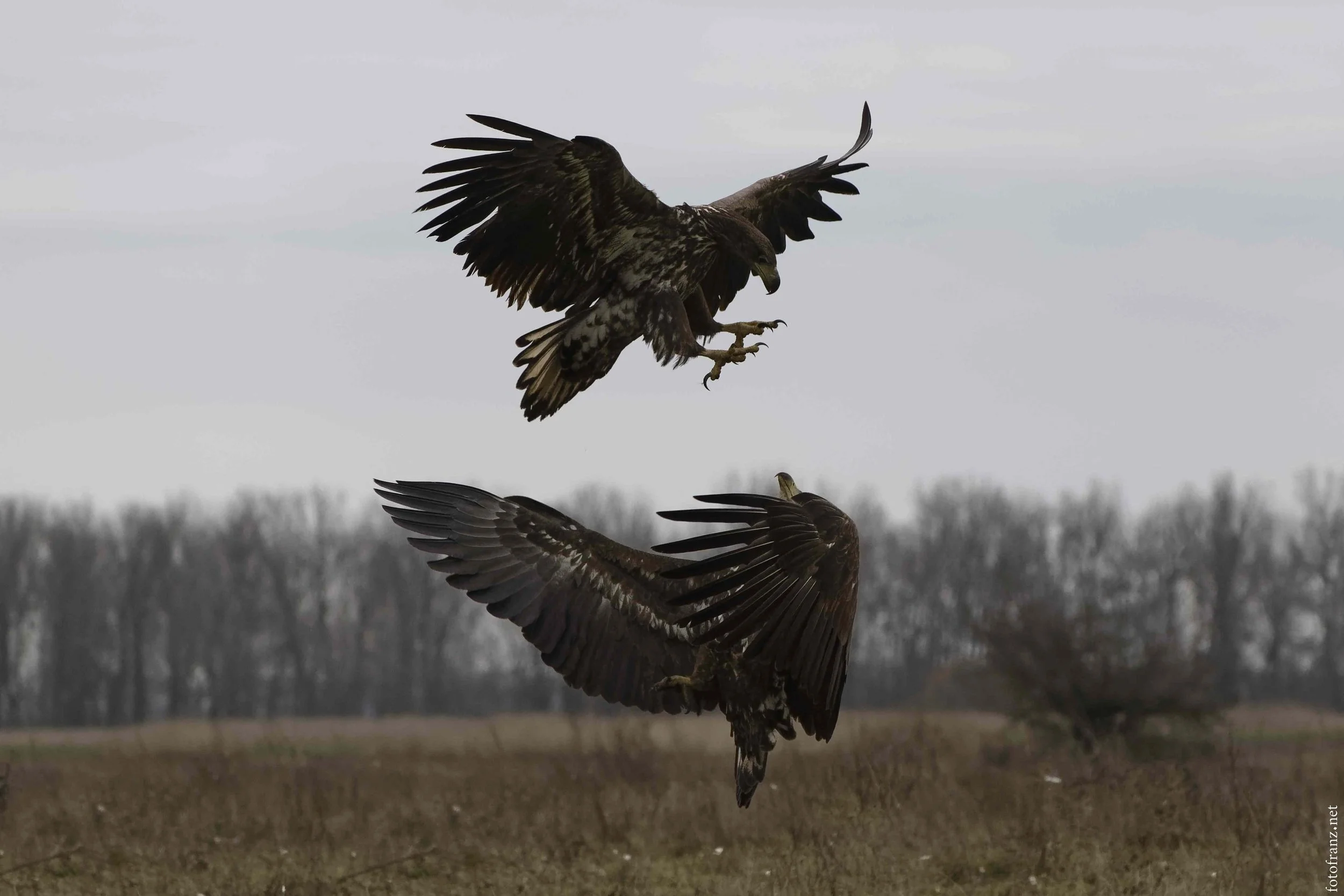 Zwei Adler im Flug über einer offenen Landschaft mit Bäumen im Hintergrund, grau bewölkter Himmel.