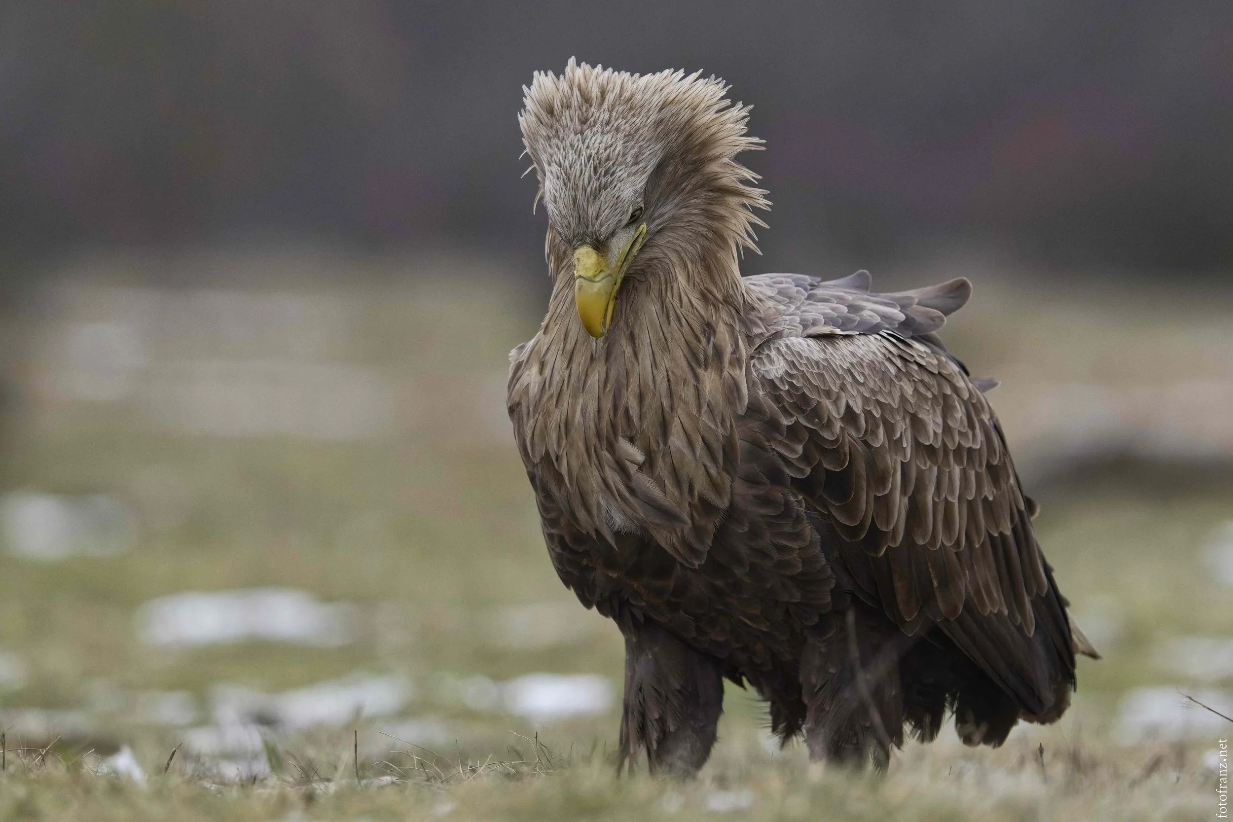 Ein Silberadler steht auf dem Boden, mit gesenktem Kopf und Blick nach unten, die Federn sind braun und silberfarben, der Hintergrund ist unscharf und grau.