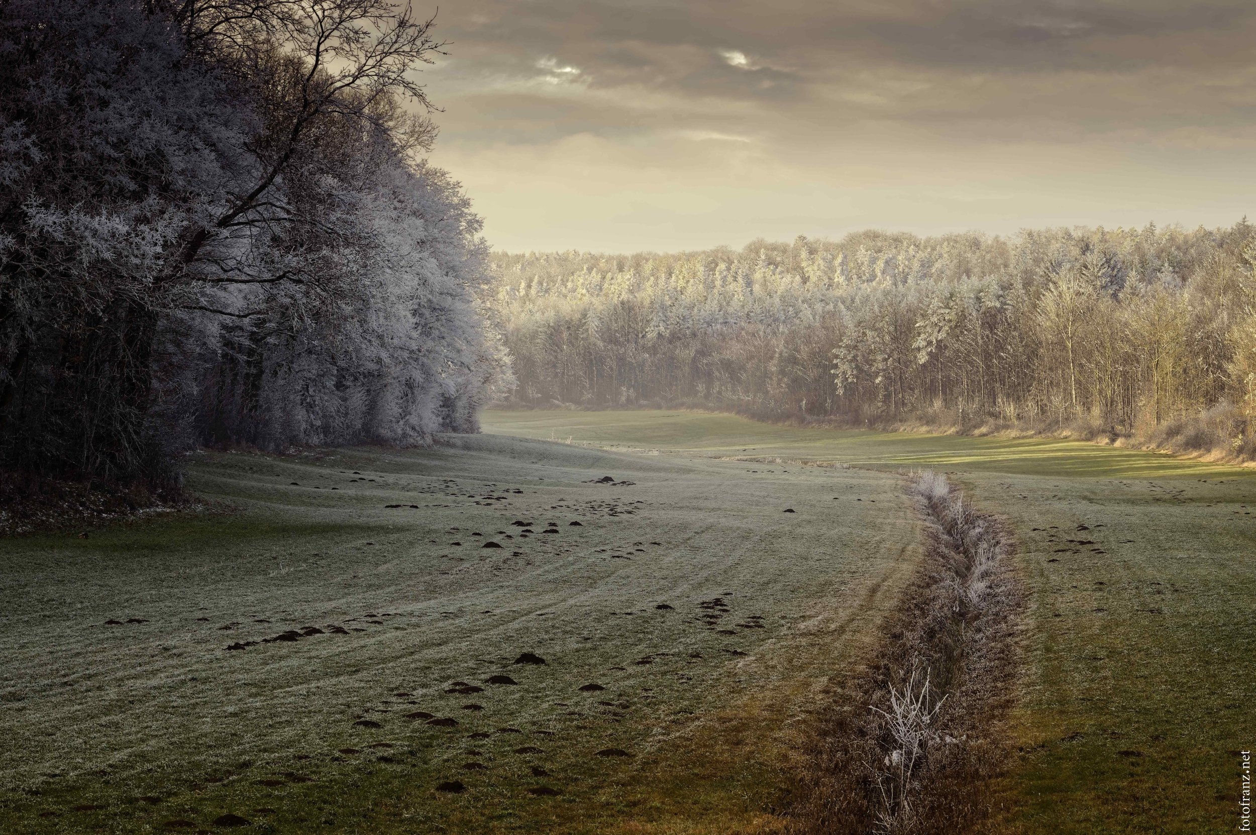 Eine verschneite Landschaft mit Bäumen auf beiden Seiten eines grünen Wiesenbereichs. Der Himmel ist bewölkt.