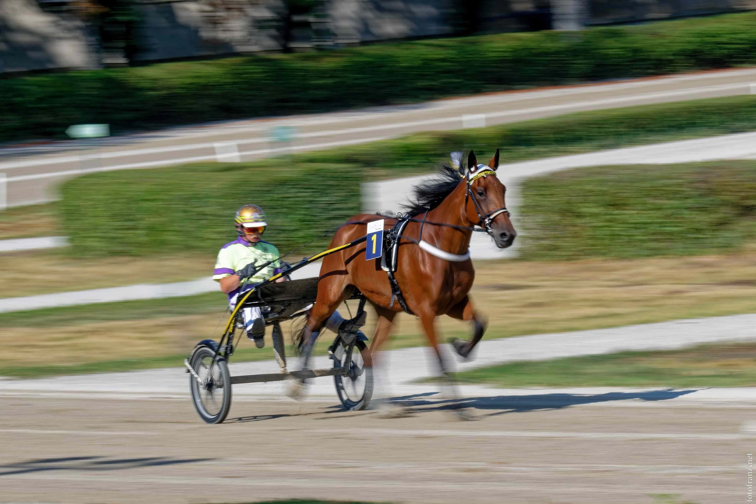 Pferderennen mit einem Galopprennpferd und einem Fahrer in einem Rennwagen auf einer ovalen Rennbahn