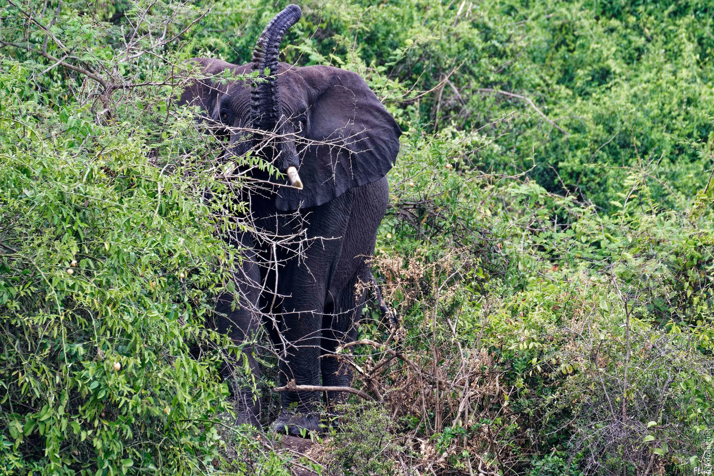 Ein Elefant im Dschungel, umgeben von dichtem grünem Laub, beim Fressen an Ästen.