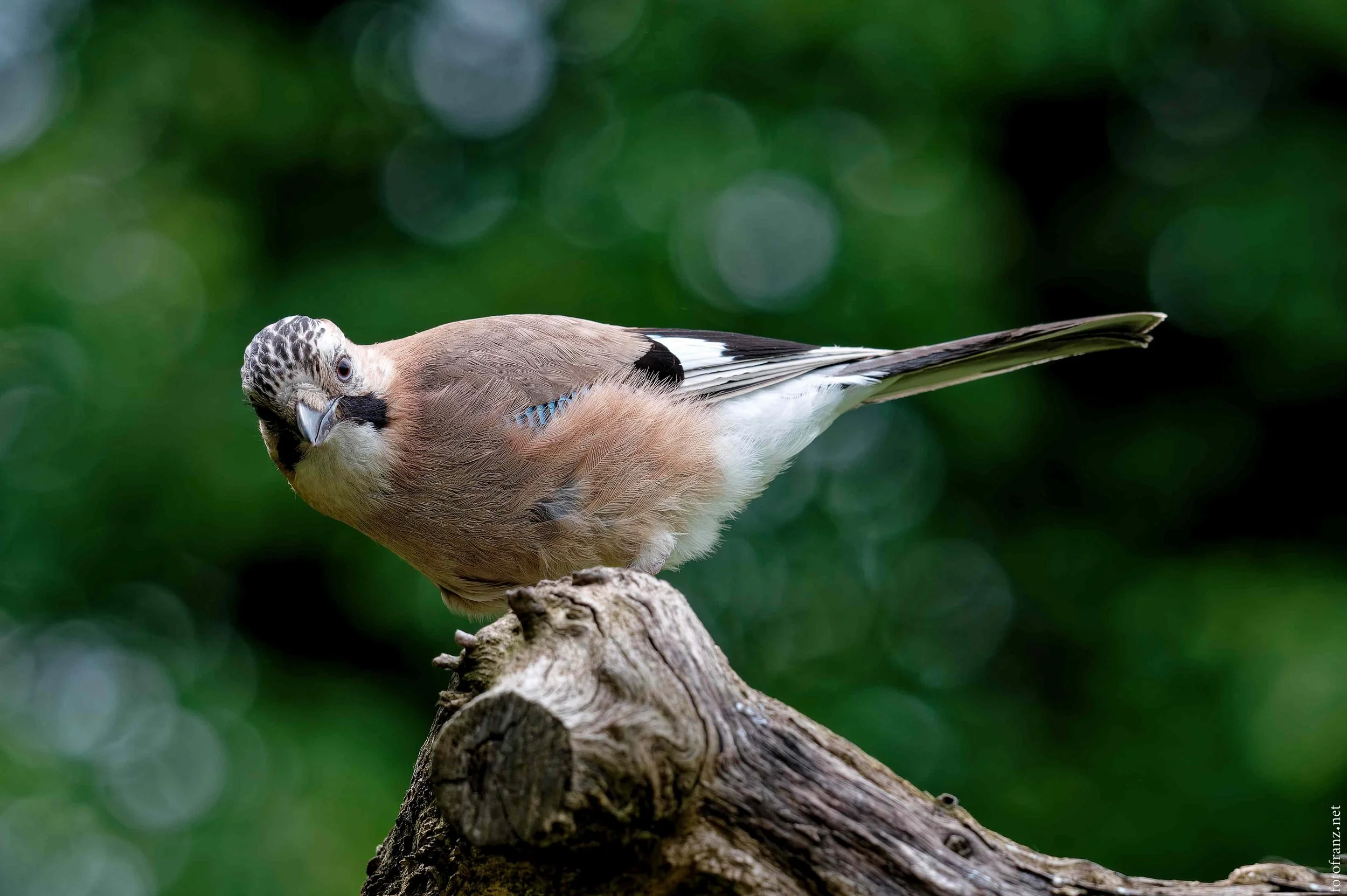Ein Vogel mit braun, schwarz und weiß gefiedert, der auf einem Baumstamm sitzt, vor unscharf grünem Hintergrund.