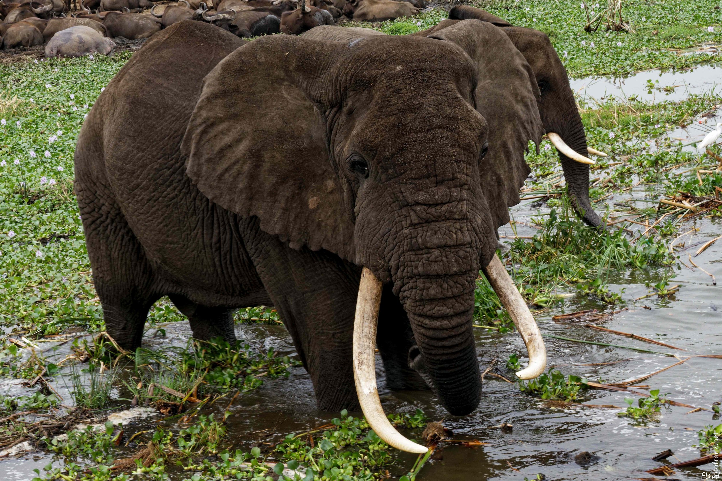 Ein Elefant beim Trinken im Wasser, umgeben von Wasserpflanzen, mit weiteren Elefanten im Hintergrund.
