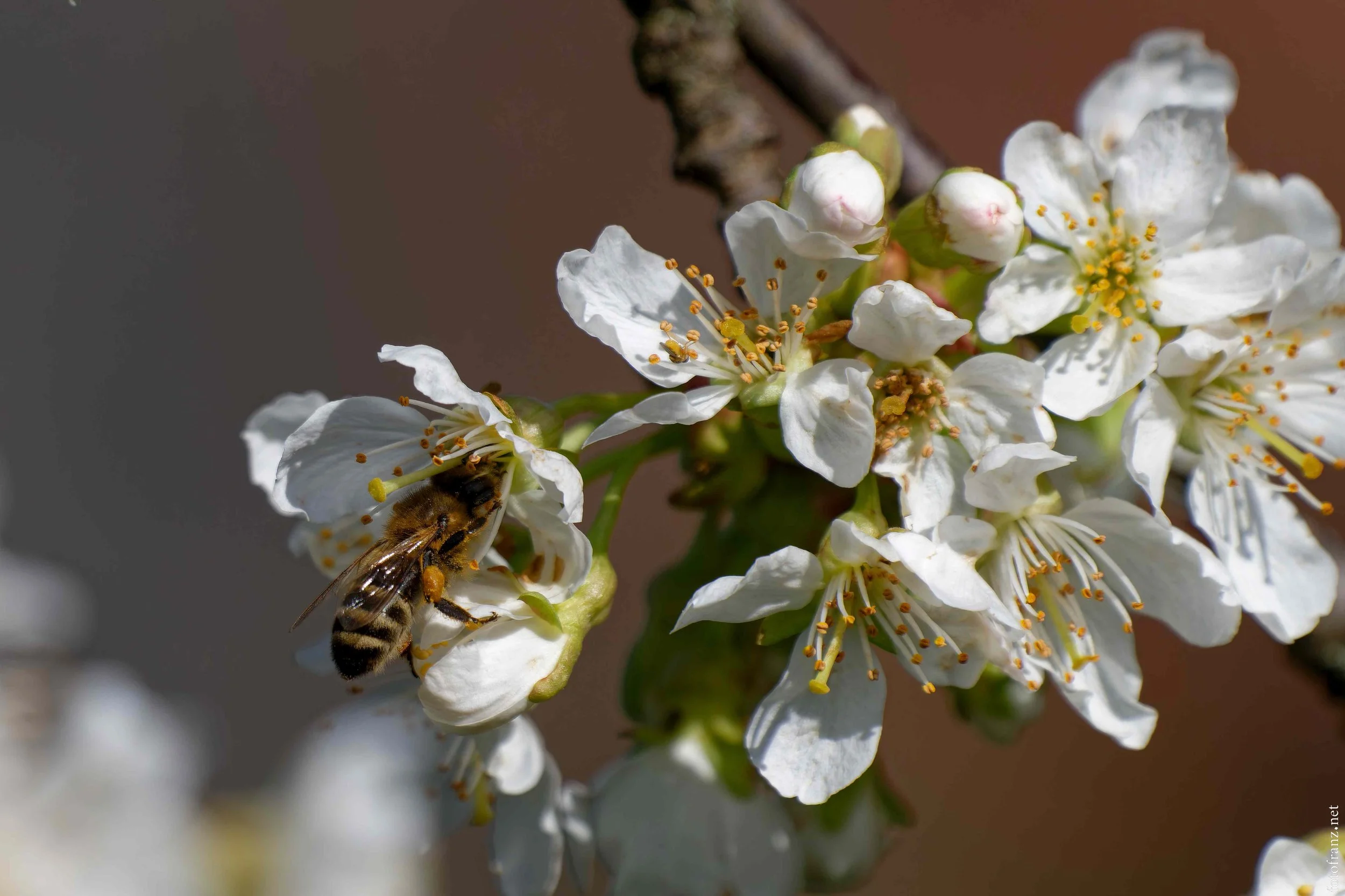 Nahaufnahme einer weißen Blüte mit einer Biene, die Nektar sammelt, umgeben von weiteren Blütenknospen und Blüten auf einem Zweig.
