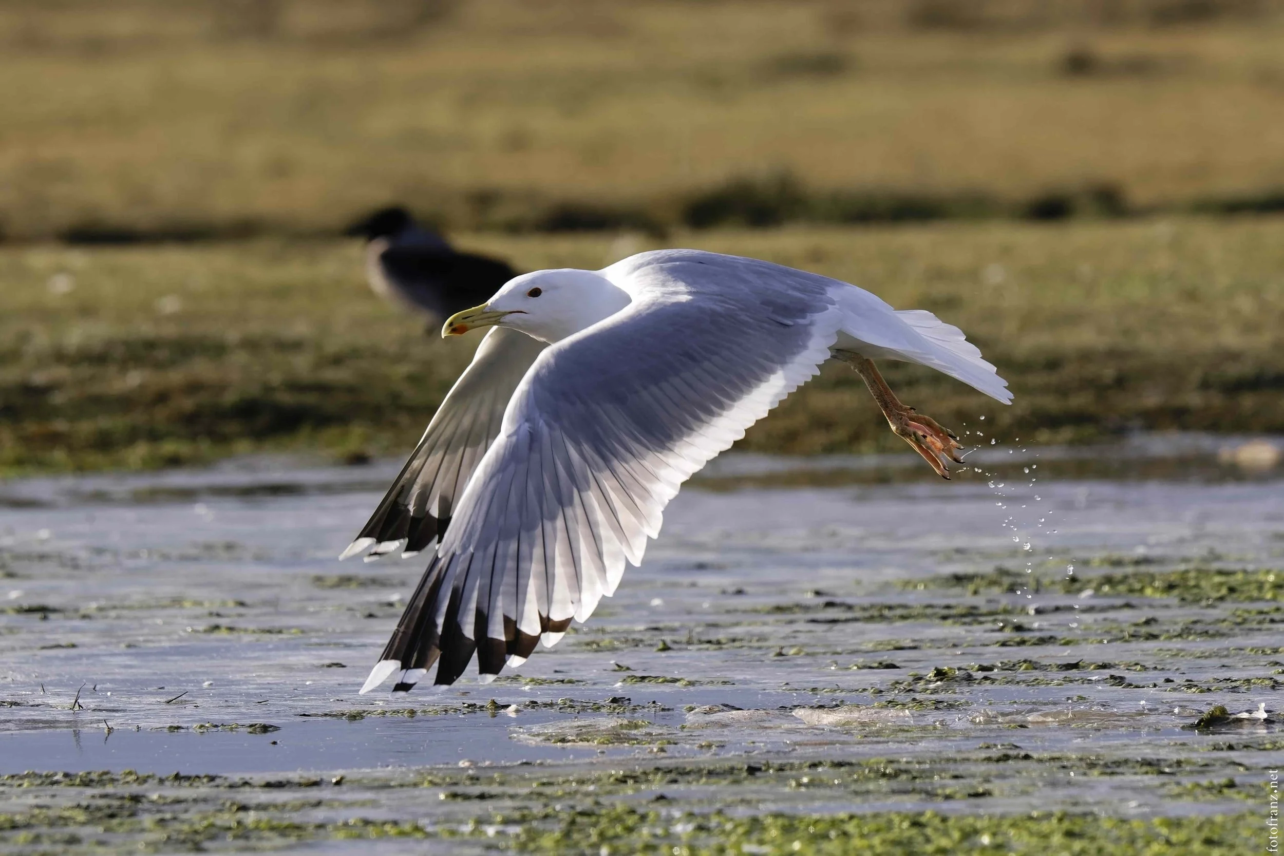 Möwe fliegt über Wasser mit einer Taube im Hintergrund.