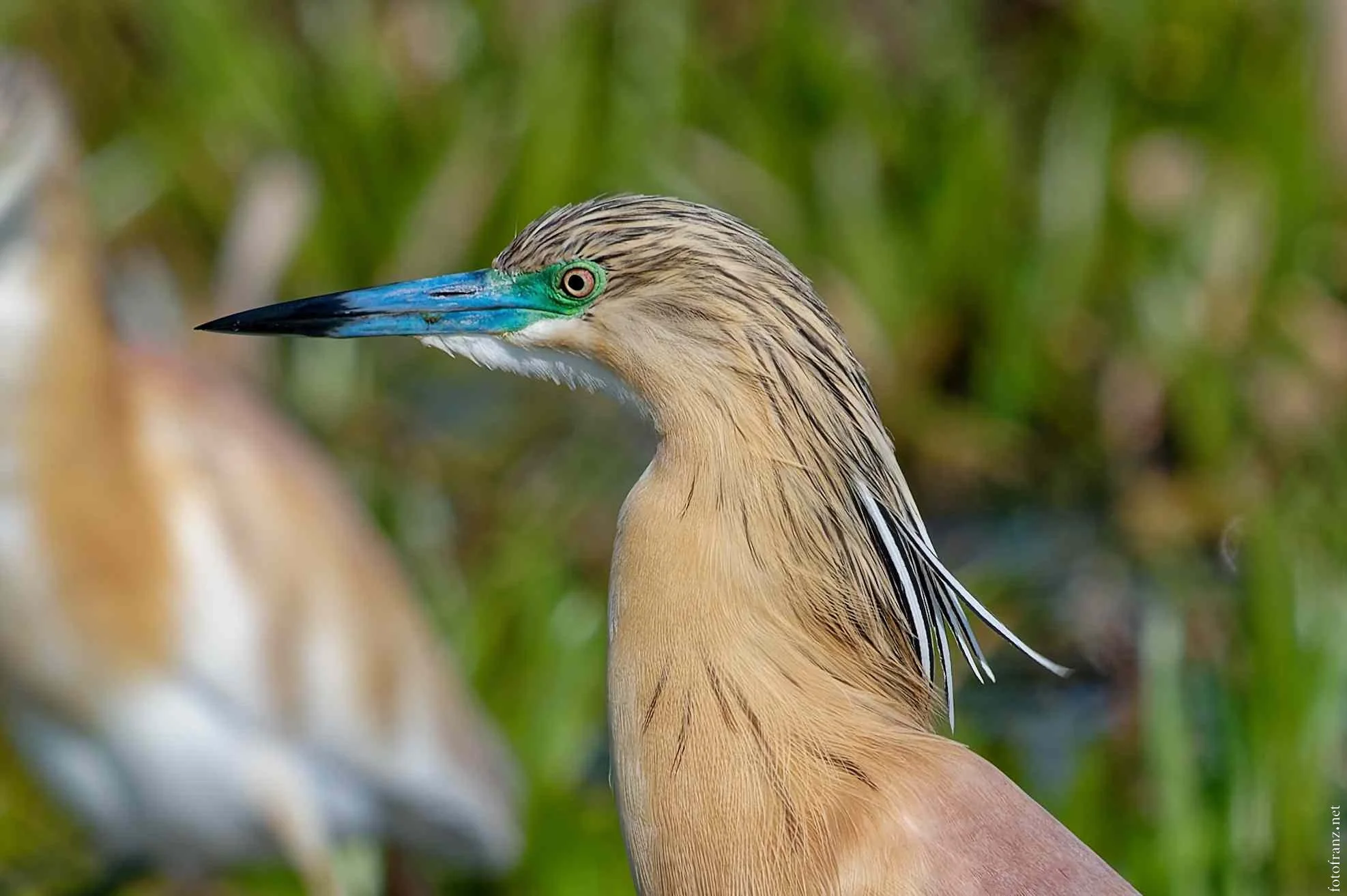 Blick auf einen Fischreiher mit langem, spitzen Schnabel und beige-braunem Gefieder vor grünem Hintergrund.