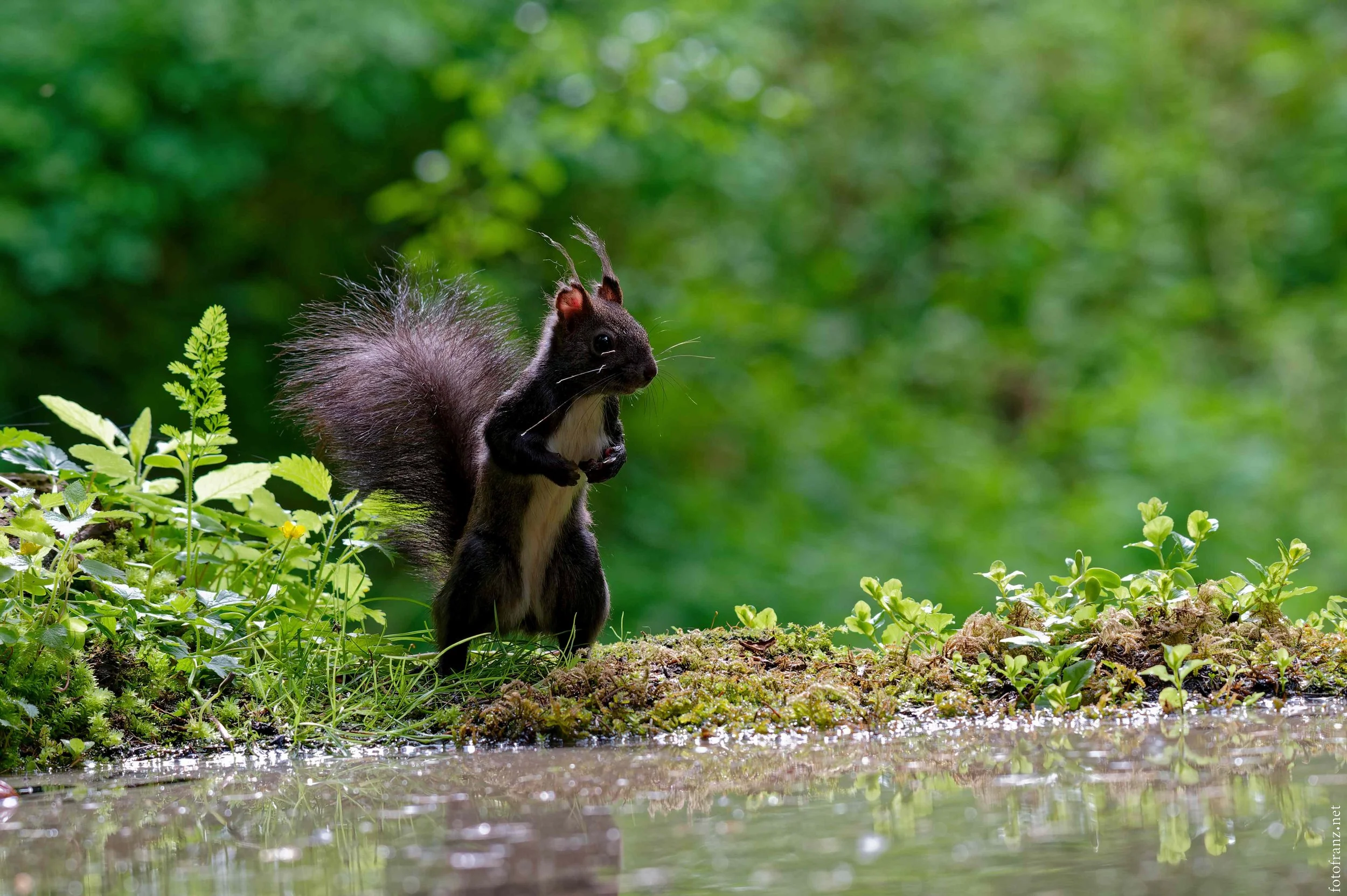 Ein schwarz-weißes Eichhörnchen steht auf einem moosbedeckten Ast am Ufer eines Sees mit grünem Blätterdach im Hintergrund.