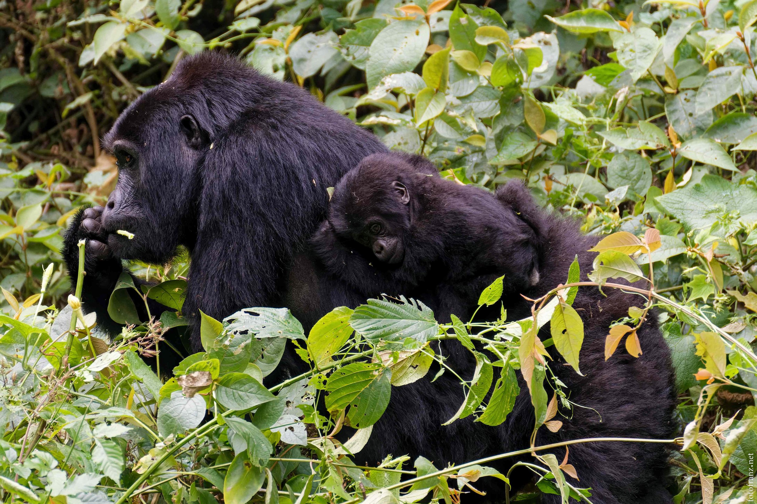 Zwei schwarze Gorillas, ein erwachsener Gorilla und ein Jungtier, sitzen in einem dichten grünen Dschungel, der sich mit Blättern und Zweigen umgibt.
