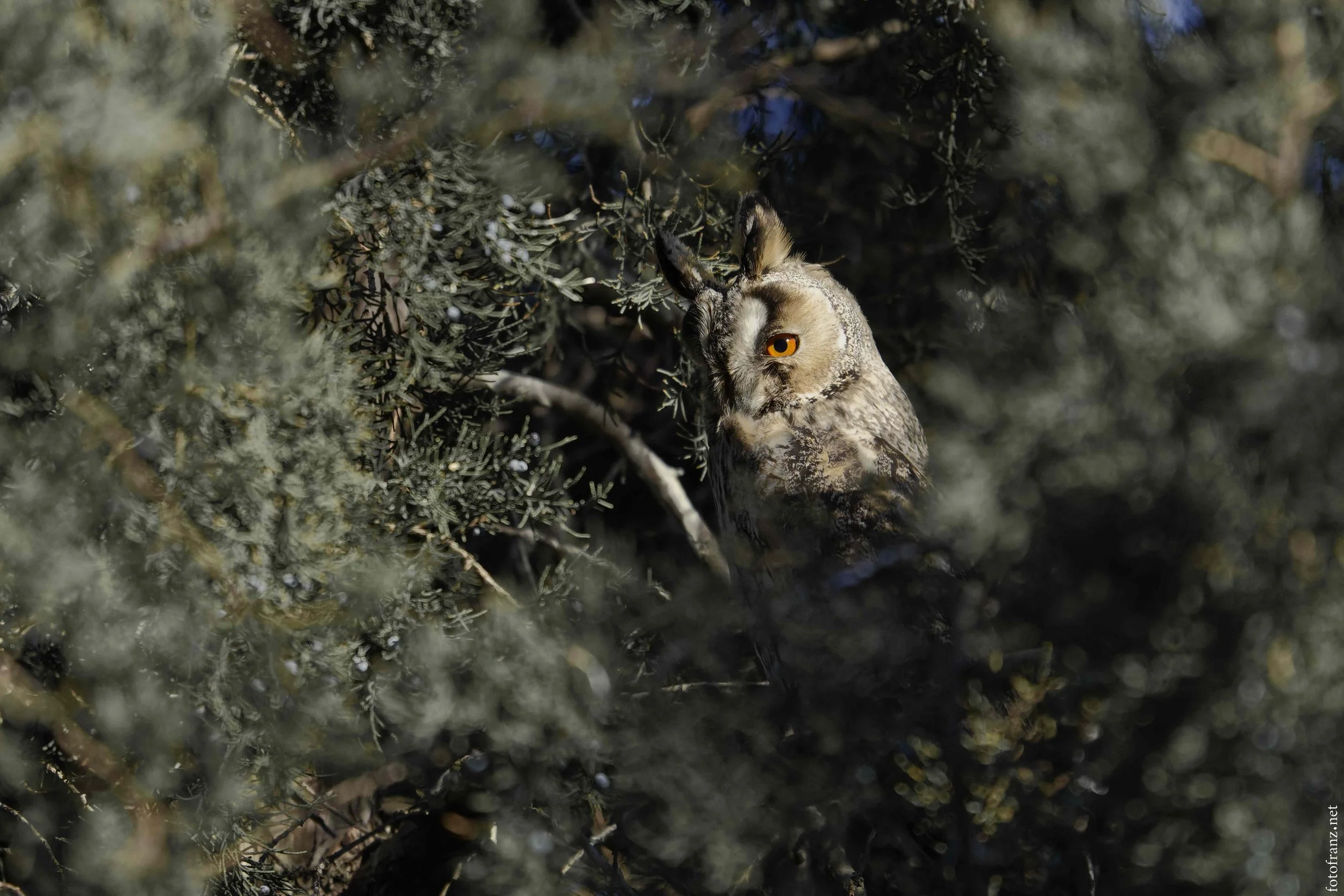 Eulen verstecken sich in den dichten Zweigen eines Baumes, wobei nur ihr Kopf mit leuchtend orangefarbenen Augen sichtbar ist.