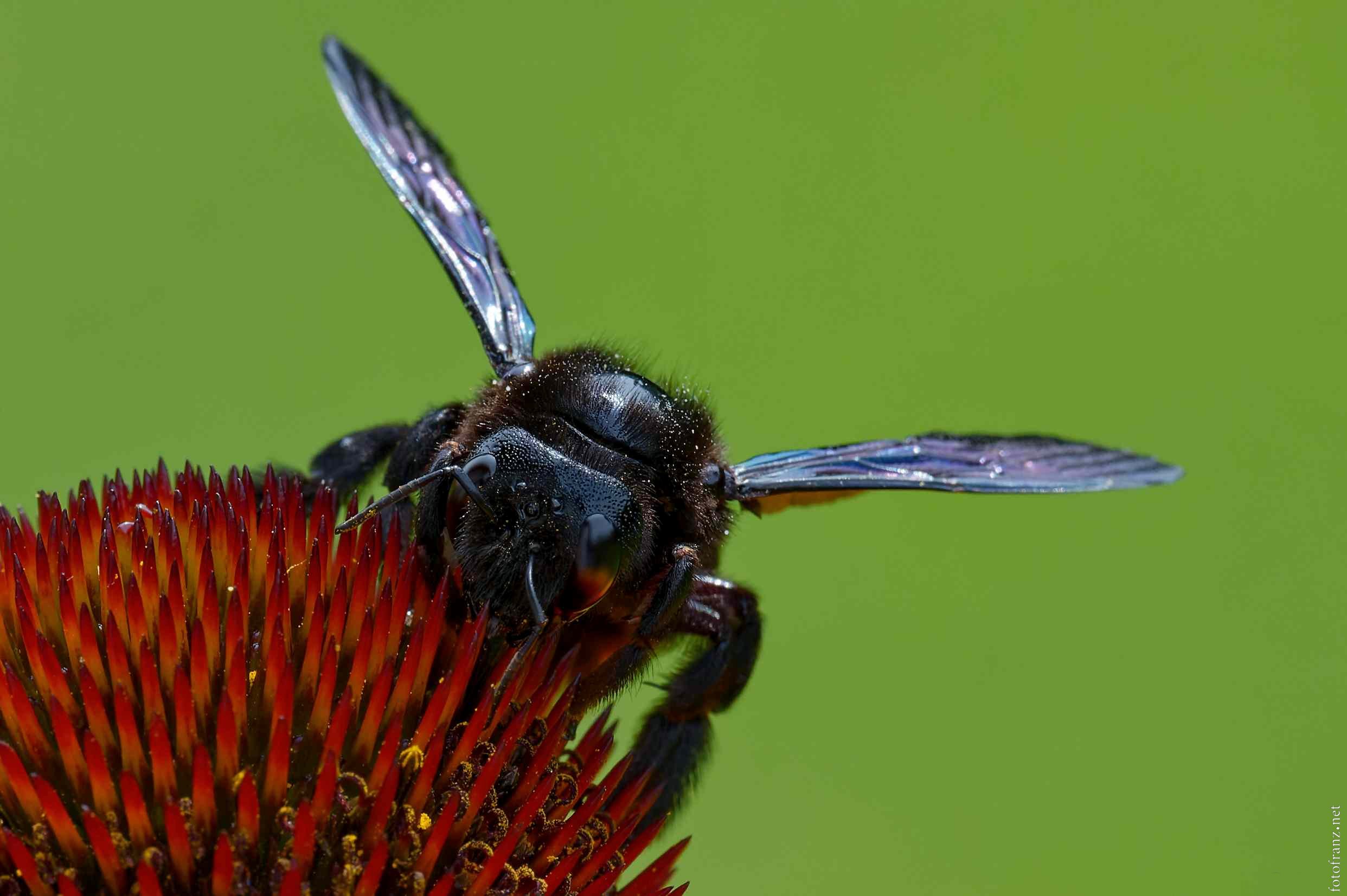 Nahaufnahme einer Biene auf einer roten Blume mit grünem Hintergrund.