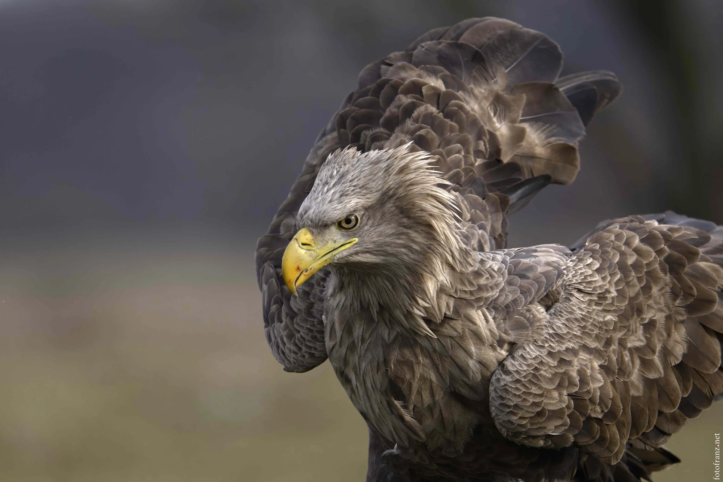 Nahaufnahme eines Adlers mit braunem Gefieder, gelber Schnabel und intensiven Blick.