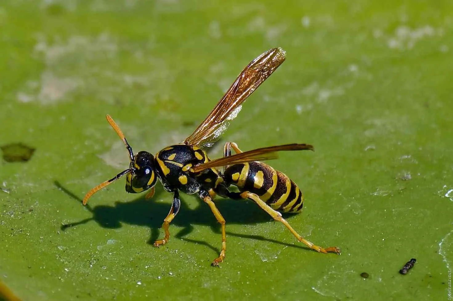 Eine Wespe auf einer grünen Blattfläche.