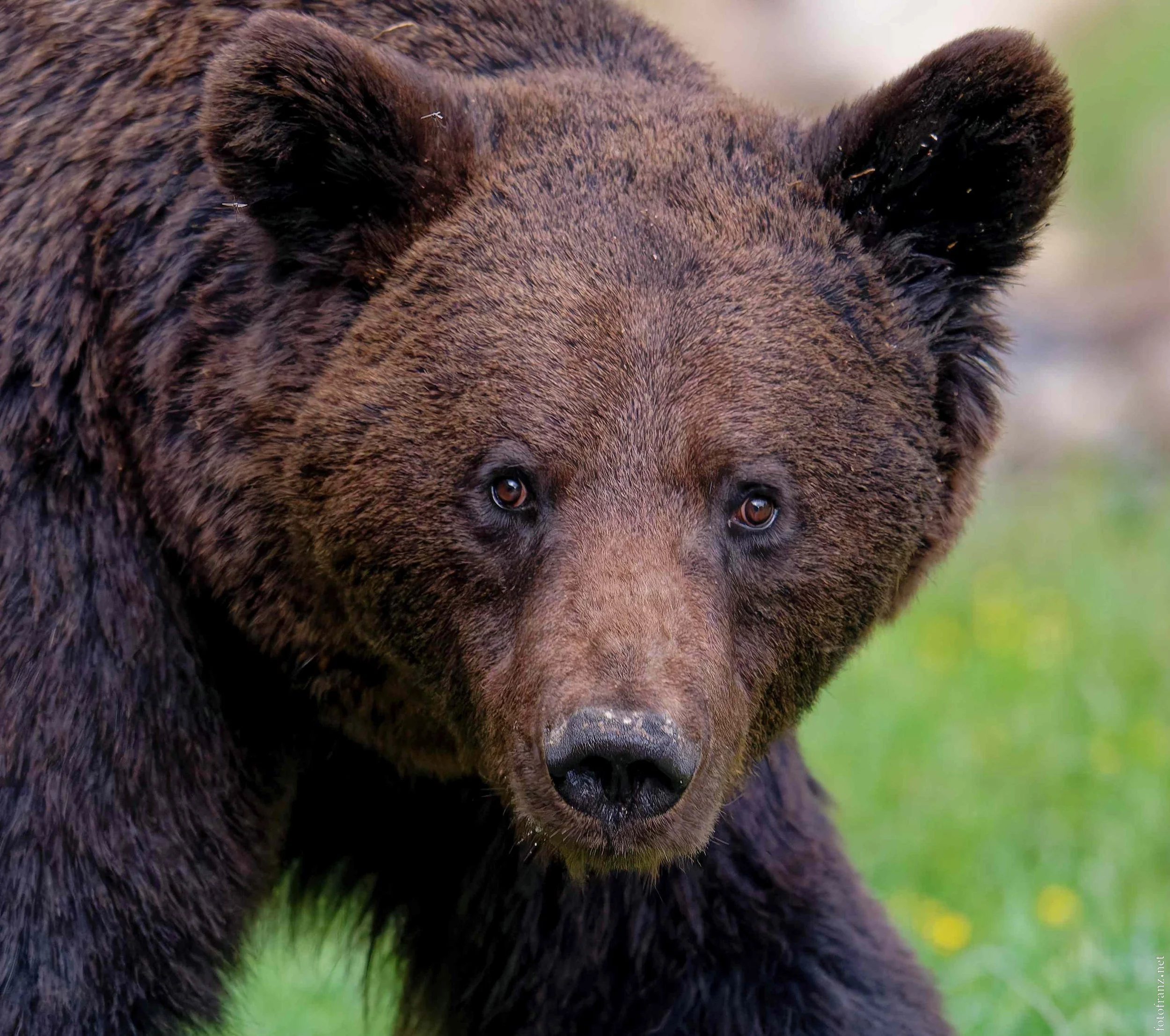 Nahaufnahme eines braunen Bären im Grünen.