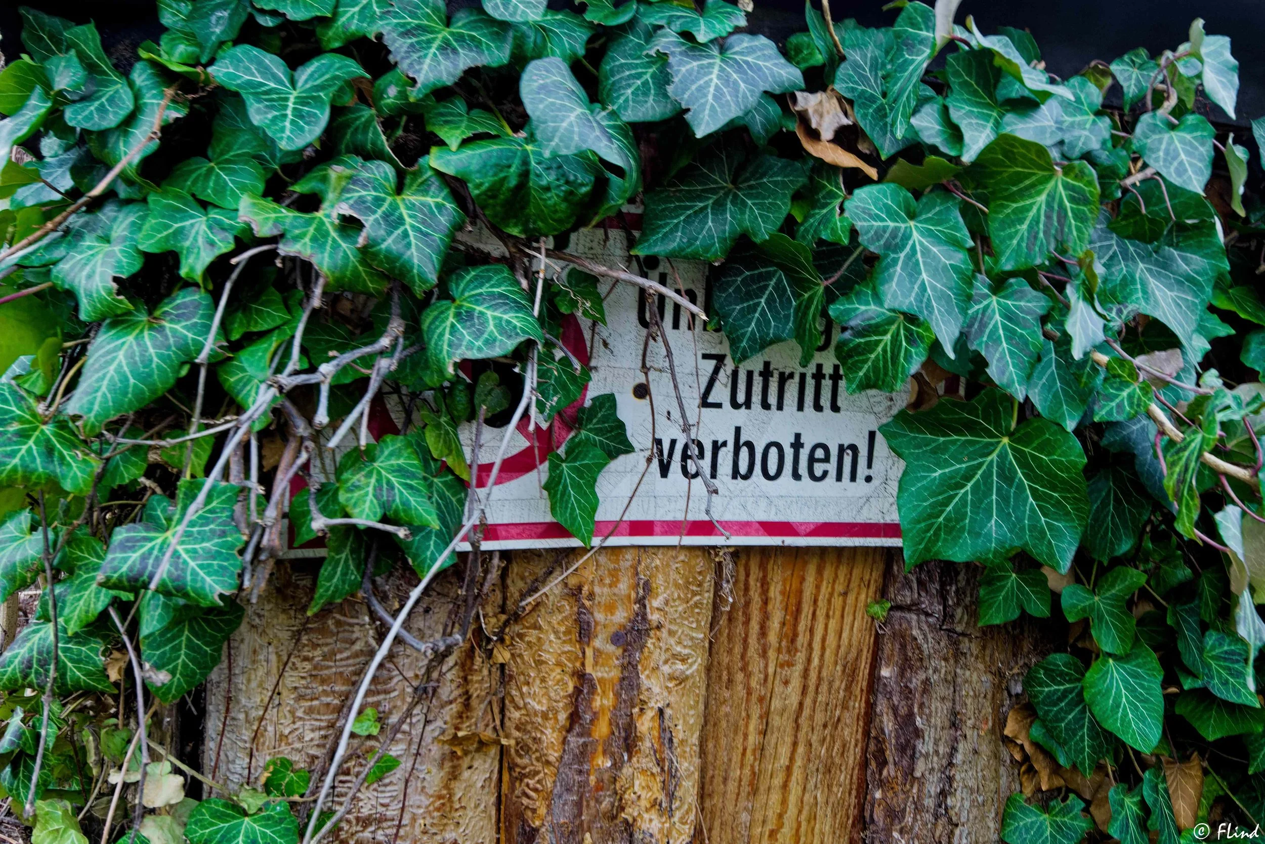 Ein Holzpfosten mit einem verbotenen Zutritt-Schild, teilweise von grünem Efeu bedeckt.