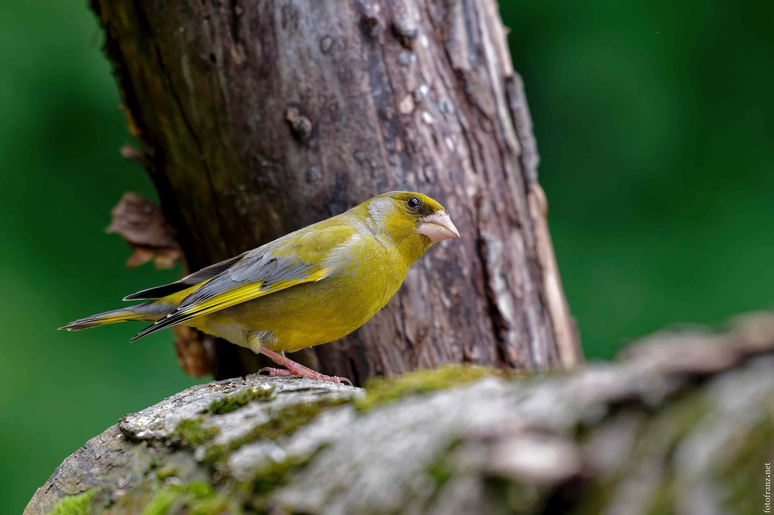 Ein grünlicher Vogel sitzt auf einem Baumstamm vor einem Baumstamm mit brauner Rinde, im Hintergrund ist grüne Vegetation sichtbar.