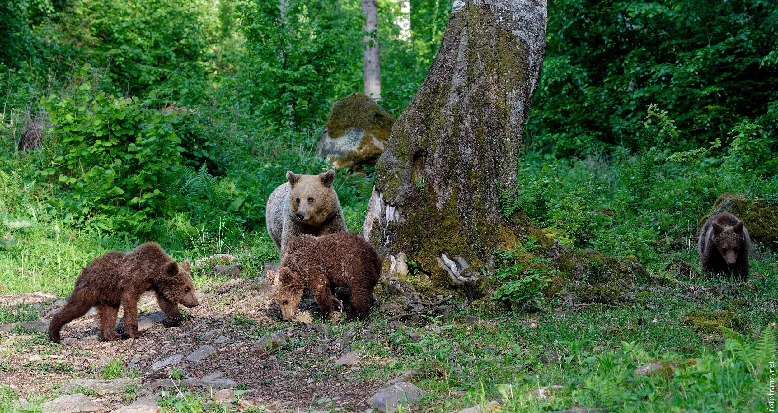 Bärenfamilie im grünen Wald, bestehend aus einem Erwachsenenbär, drei Bärenkälbern und einem weiteren Bären im Hintergrund, umgeben von Bäumen, Moos und Felsen.