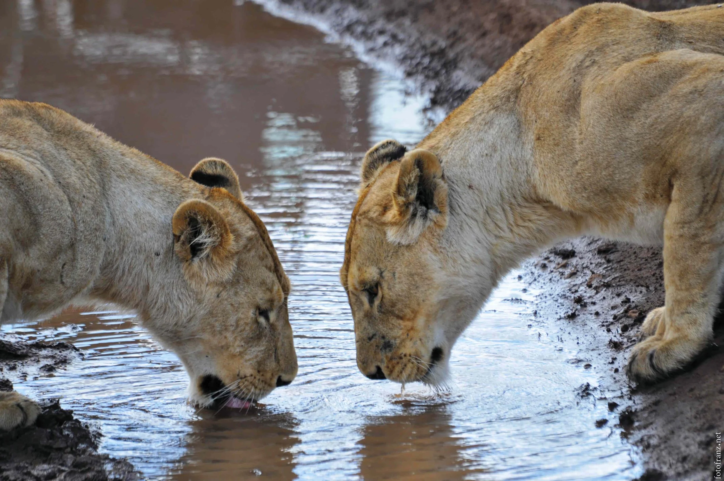 Zwei Löwen trinken Wasser aus einem Fluss.