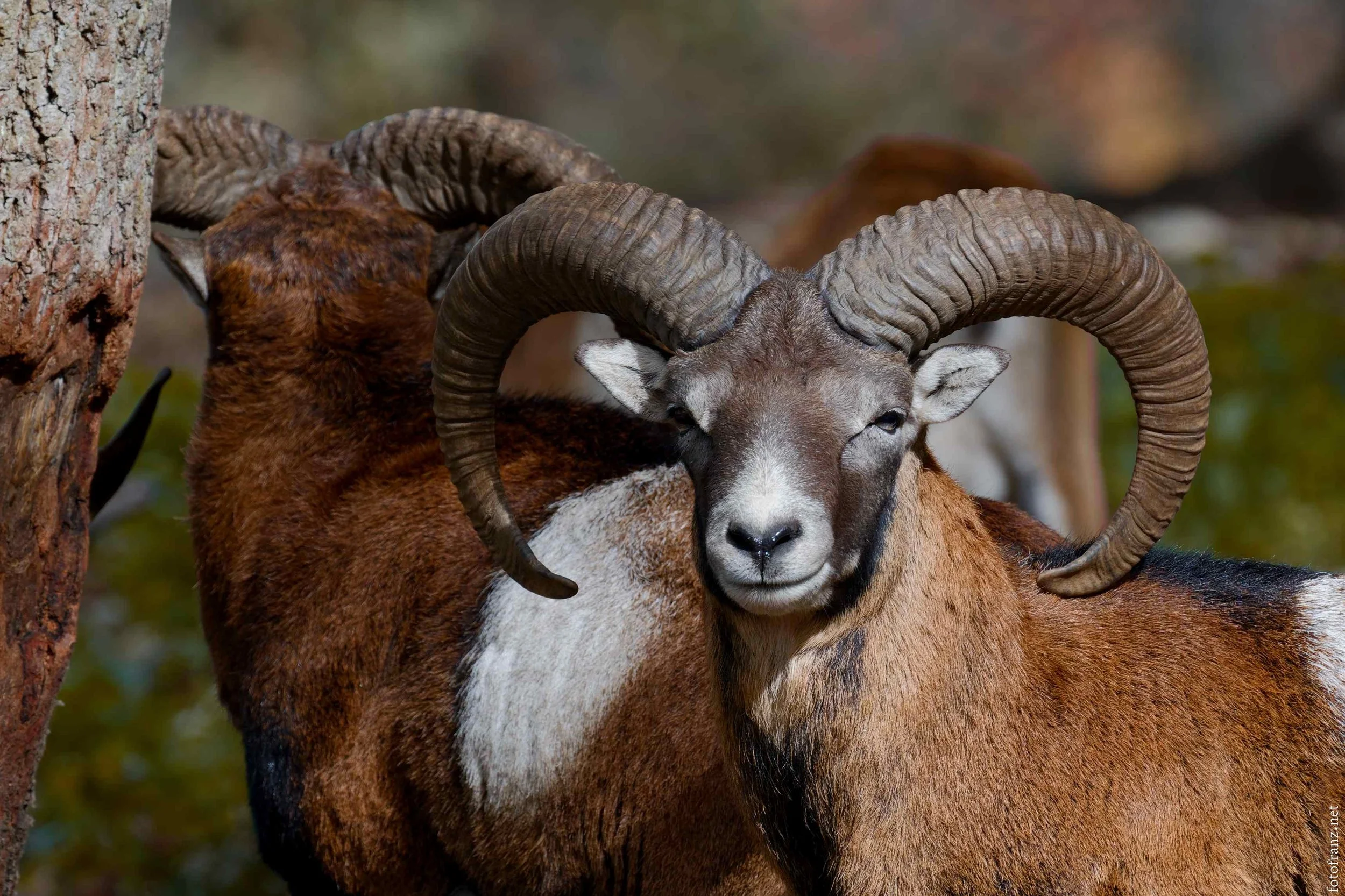 Ein Steinbock mit großen gekrümmten Hörnern steht vor einem Baum, Blick direkt zur Kamera, im Hintergrund unscharfer Wald.